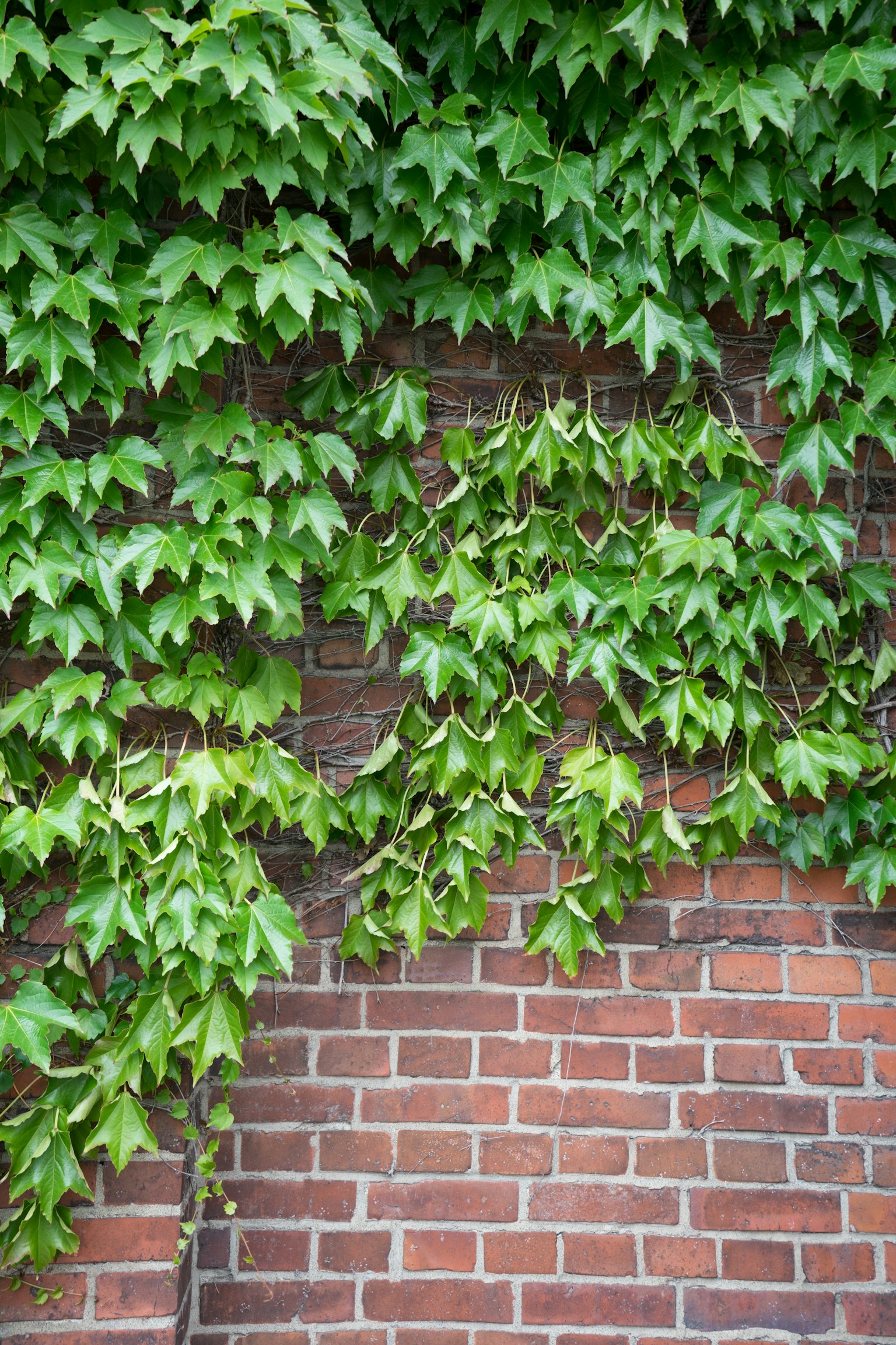 Close-up of climbing plant with green leaves against a brick wall
