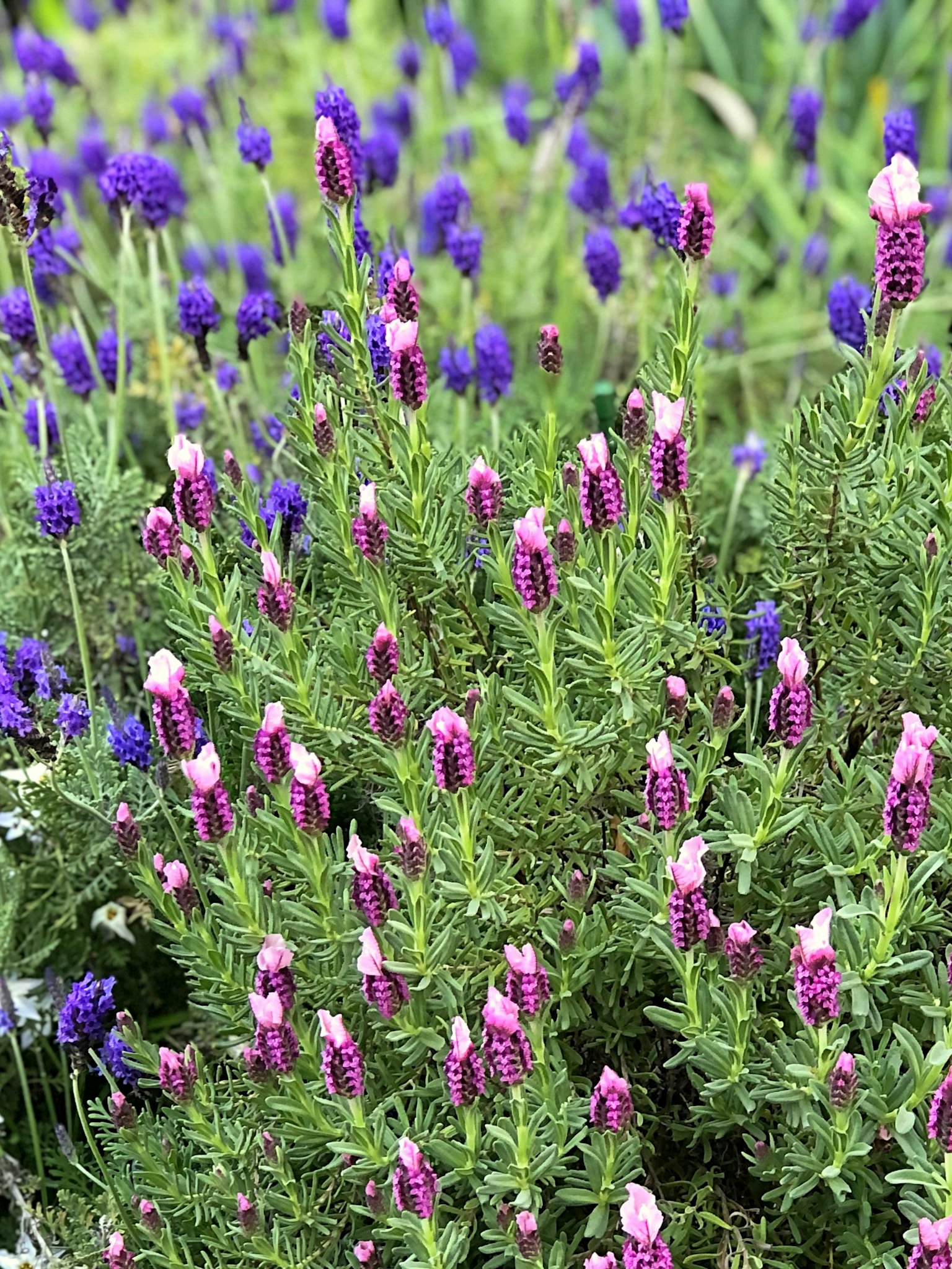 Grupo de plantas verdes con flores moradas y rosas