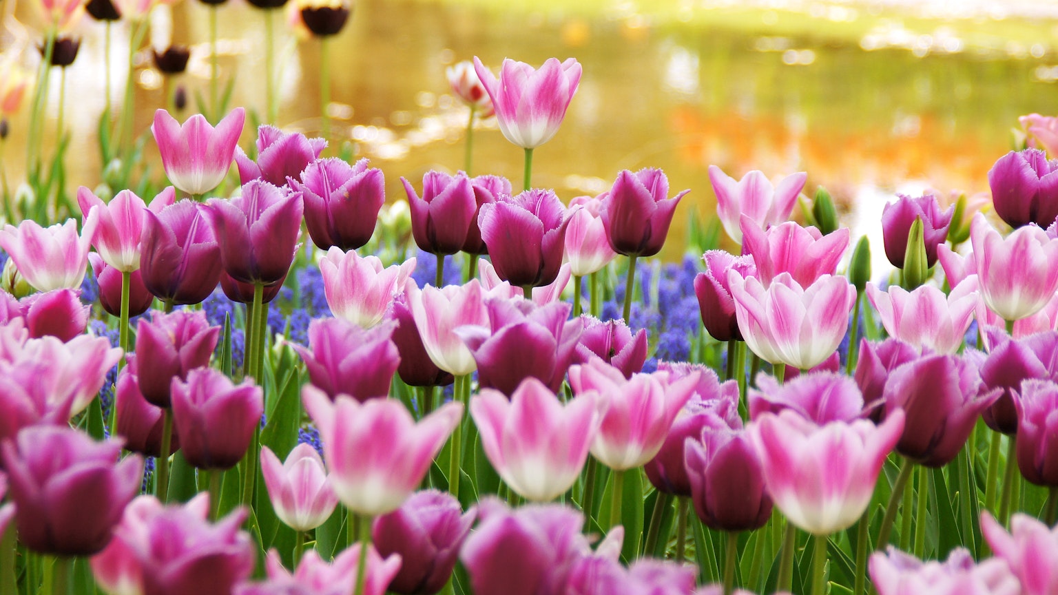 Fiori di tulipani vibranti in tonalità di rosa e viola