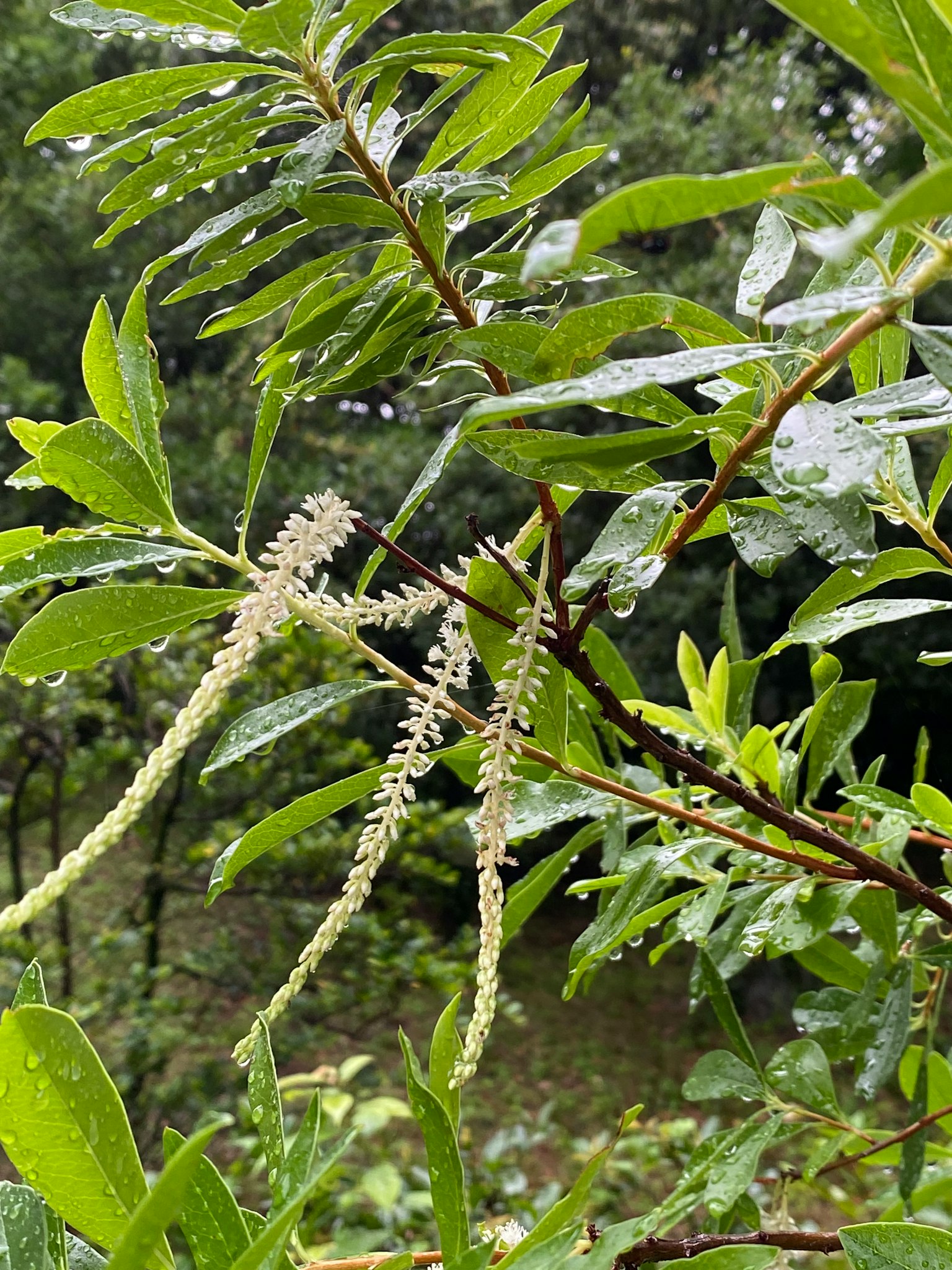 帶有綠色葉子和白色花序的植物枝條