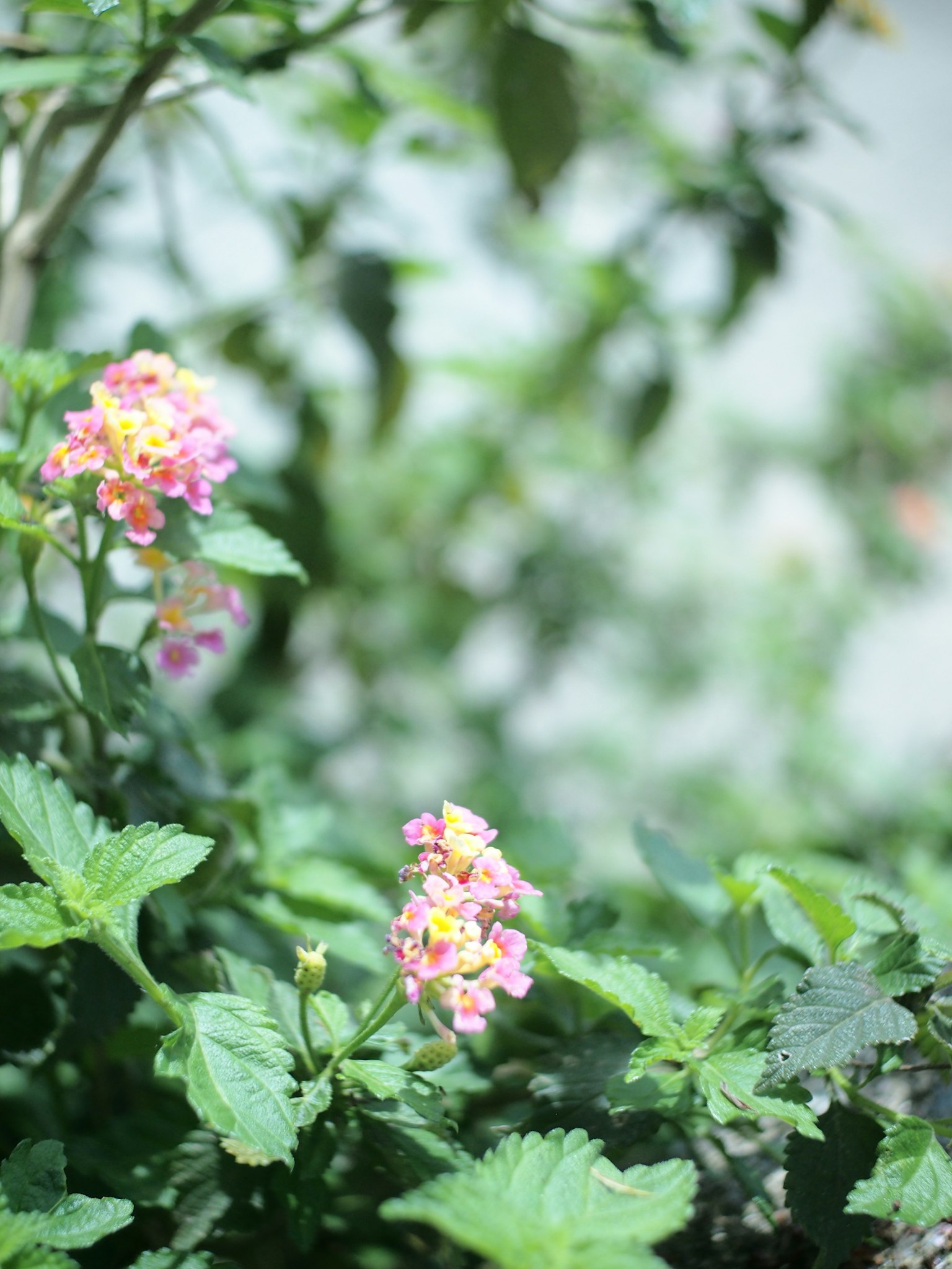Close-up of vibrant small flowers on lush green foliage