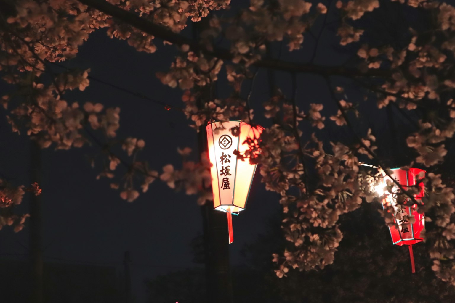 Faroles iluminados entre cerezos en flor por la noche