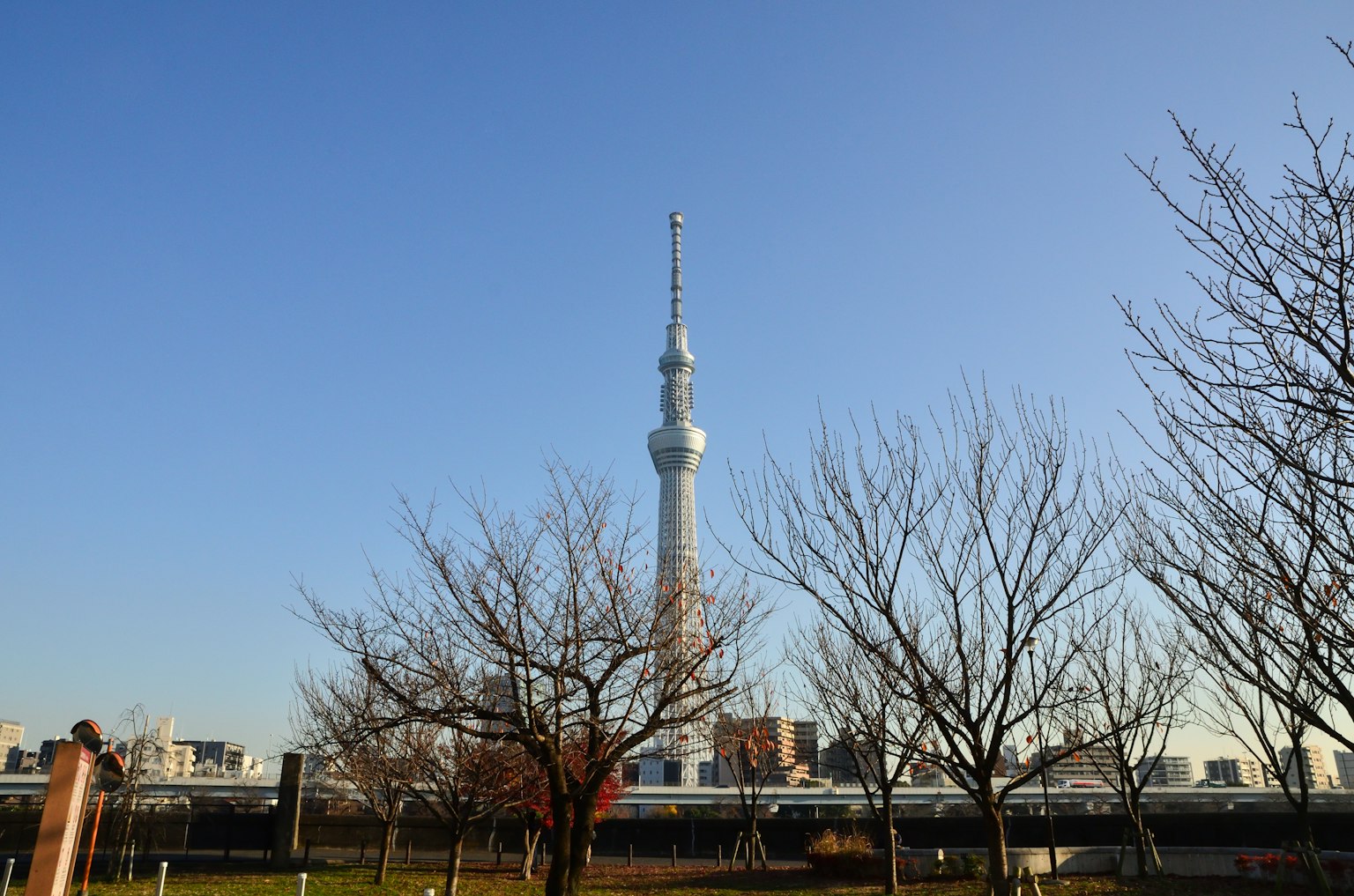 Tokyo Skytree với cây mùa đông ở phía trước