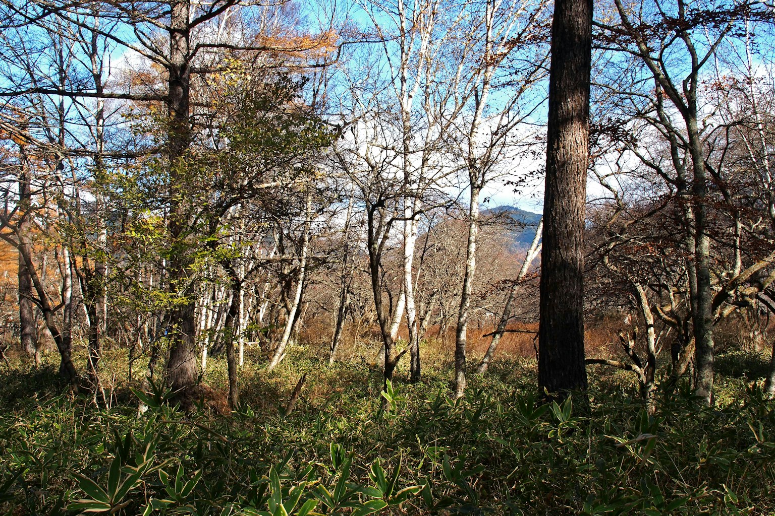 Hermoso paisaje forestal con abedules y cielo azul que presenta colores de otoño