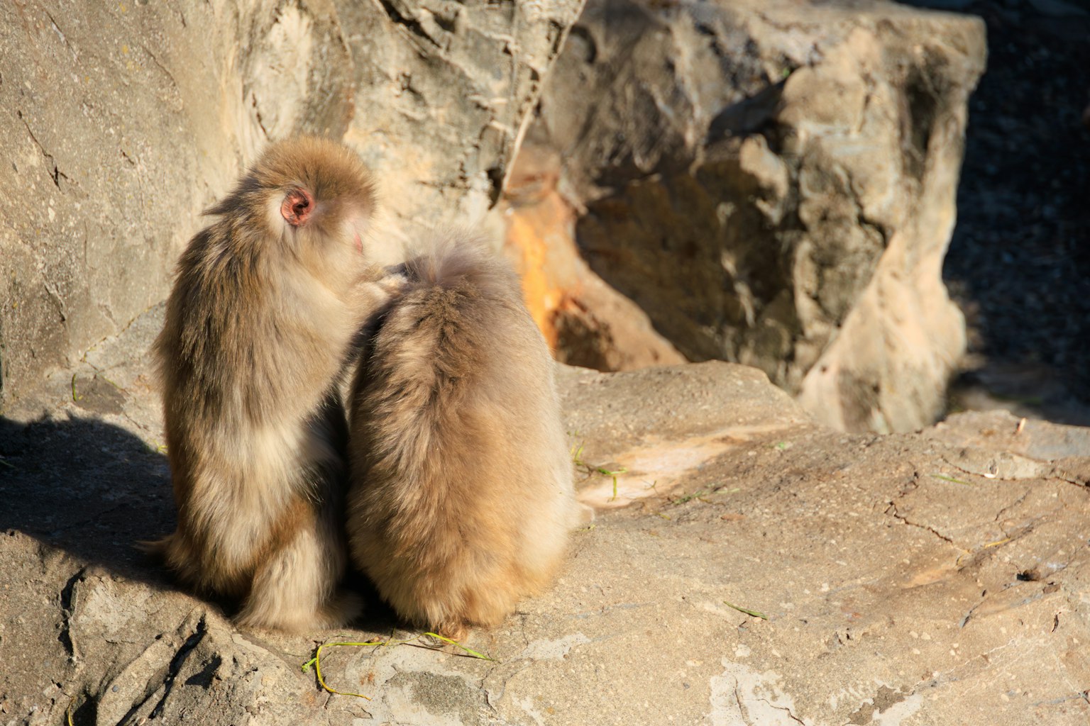 ลิงสองตัวนั่งใกล้กันบนหิน