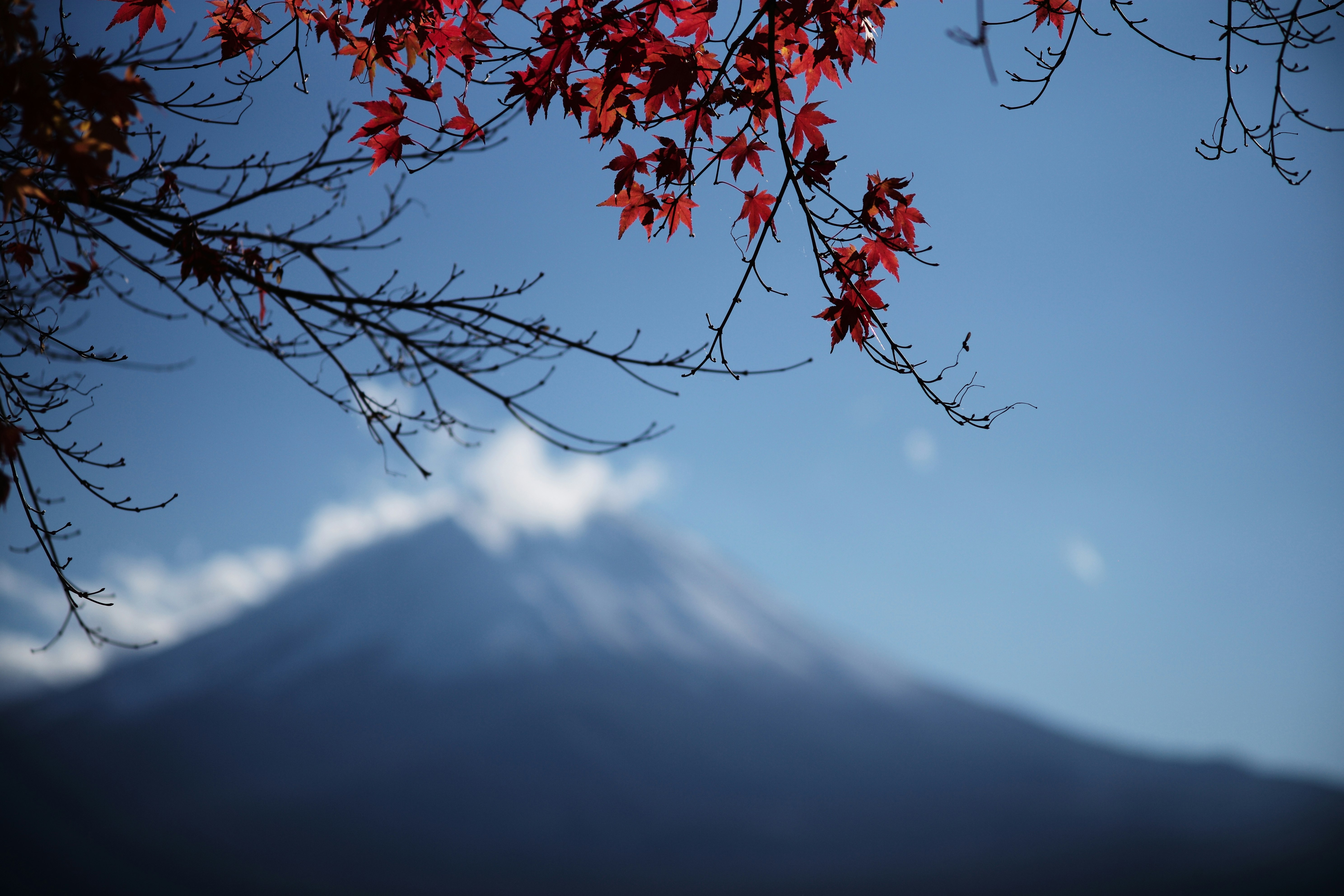赤い紅葉の枝と青空の下にそびえる山のシルエット