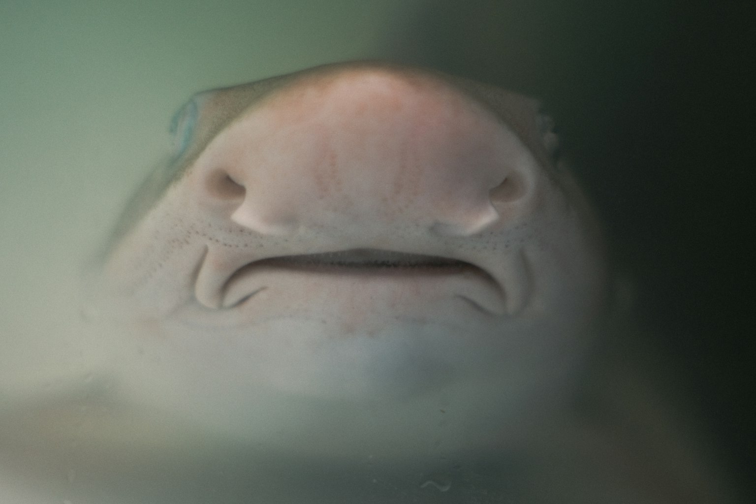 Primo piano di un pesce con naso e bocca piatti che emerge dall'acqua