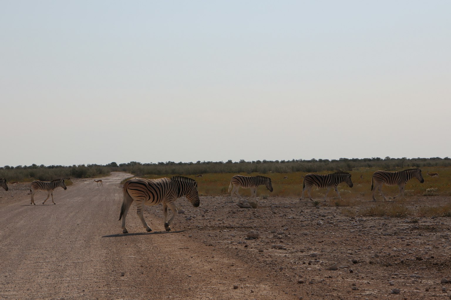 Una manada de cebras cruzando un camino de tierra en una llanura seca