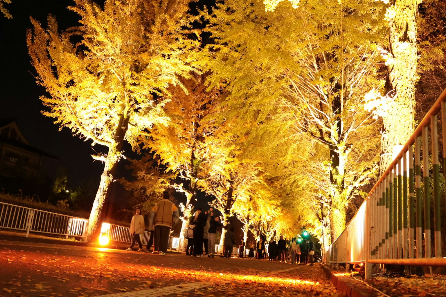 Arbres de ginkgo illuminés le long d'une rue la nuit avec des feuilles tombées