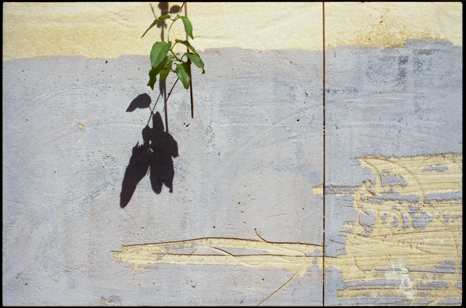 Contrast of green leaves and black shadow against a textured wall