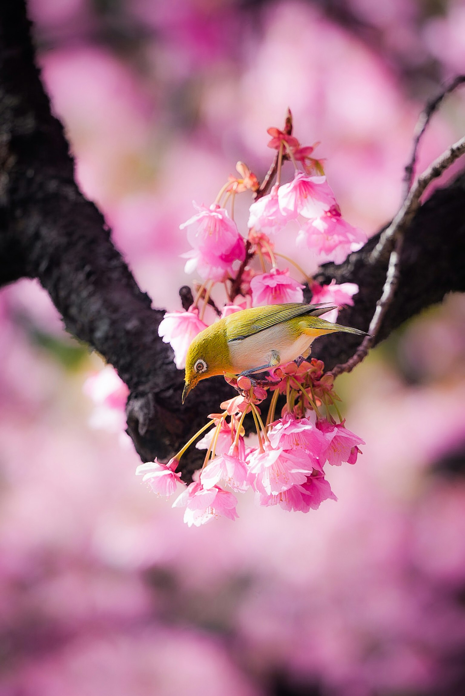 Un pequeño pájaro alimentándose de flores de cerezo con un fondo rosa borroso