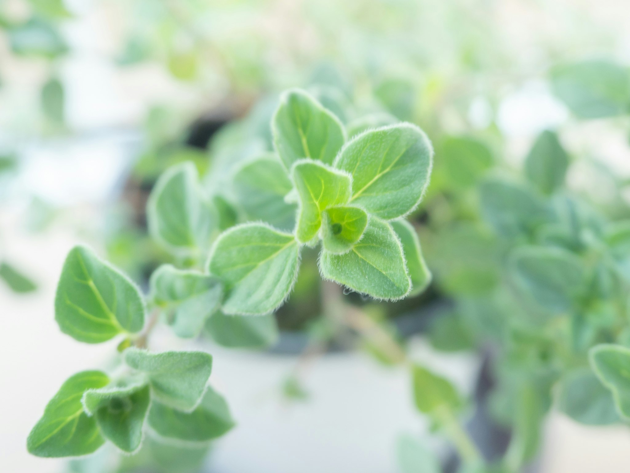 多肉植物の葉のクローズアップ画像