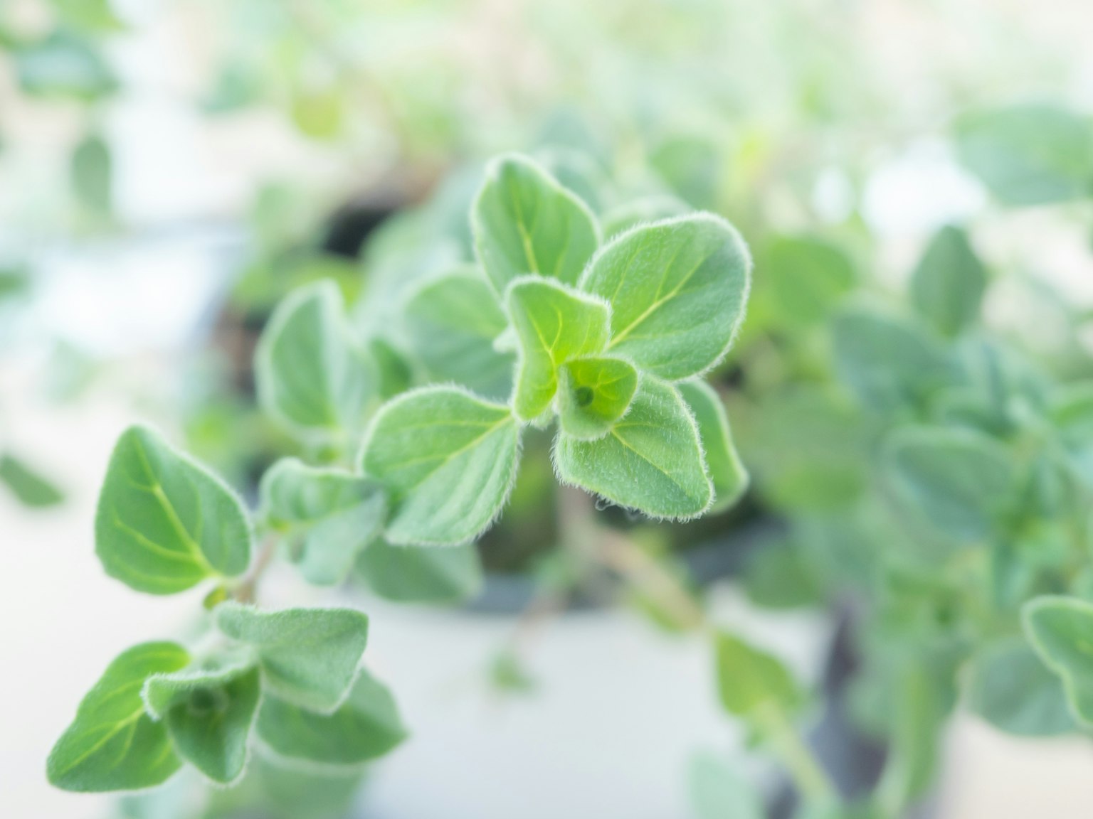 Gambar close-up daun oregano yang cerah dengan tepi lembut