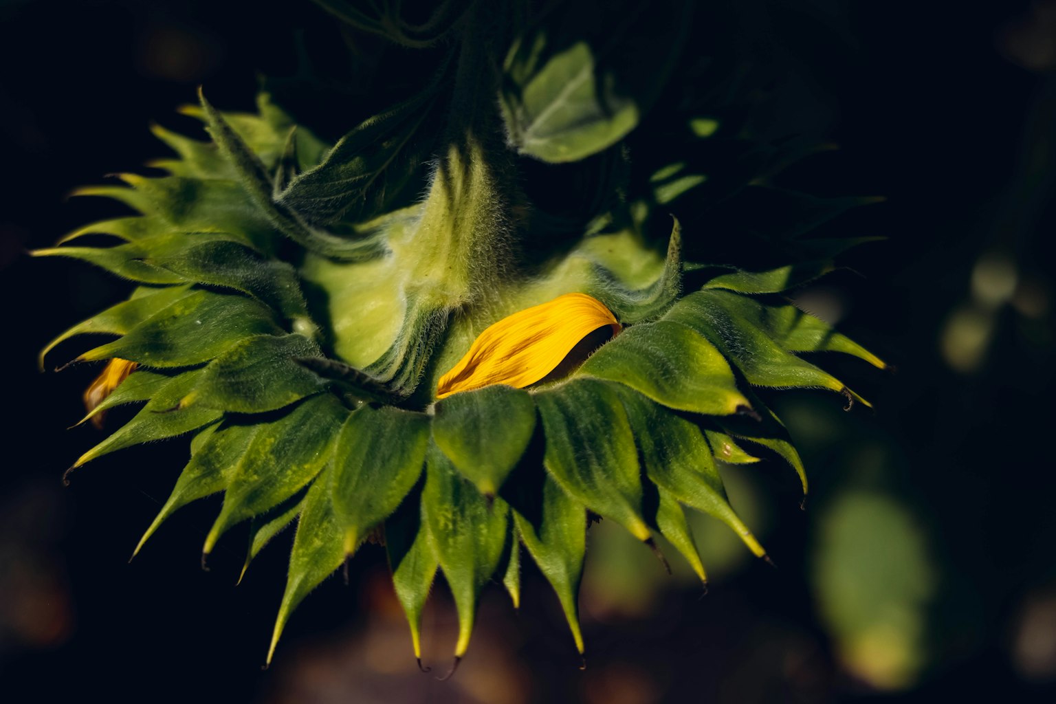 Eine grüne Sonnenblume, die sich auf das Blühen vorbereitet