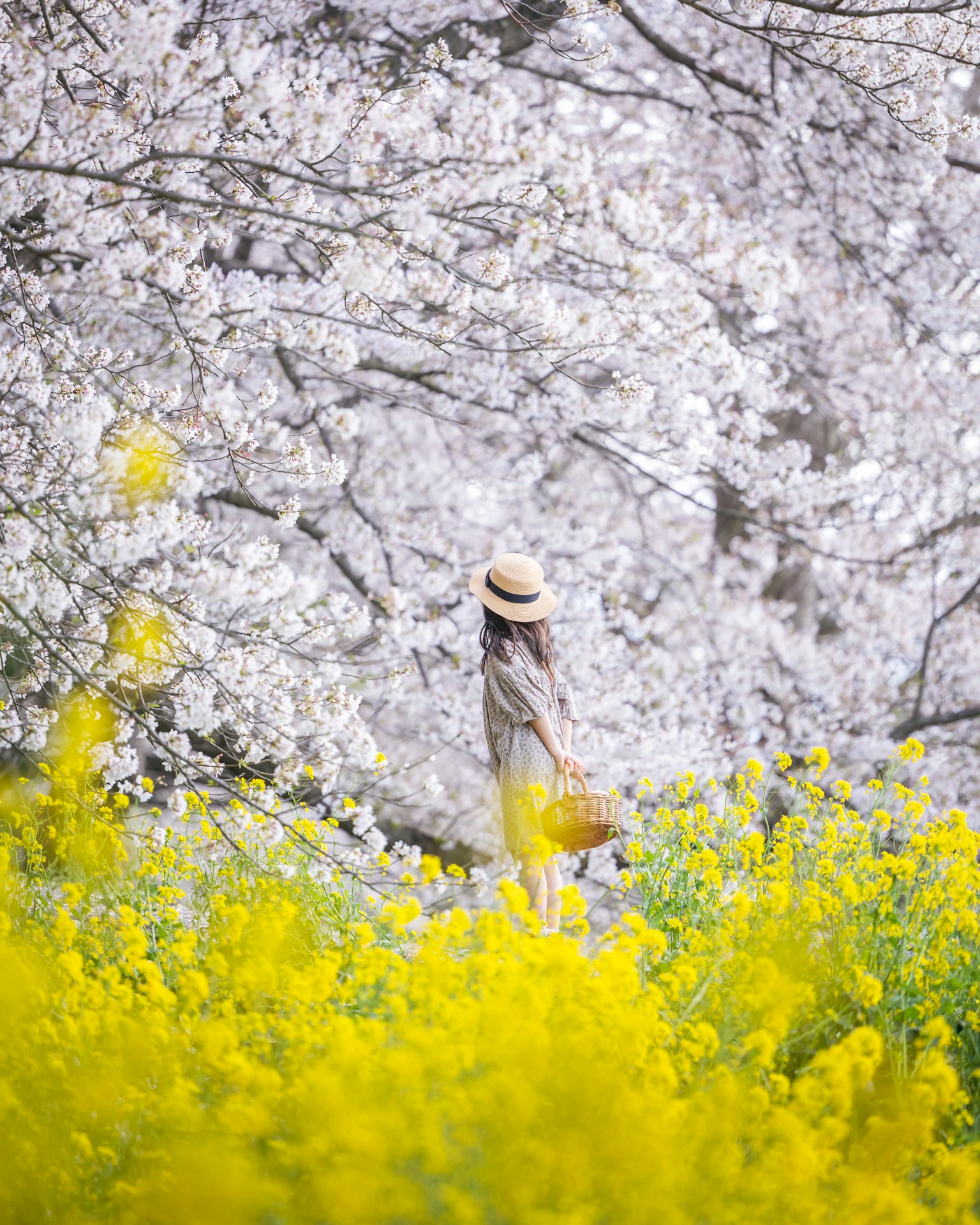 Una donna in piedi davanti a ciliegi in fiore circondata da fiori gialli