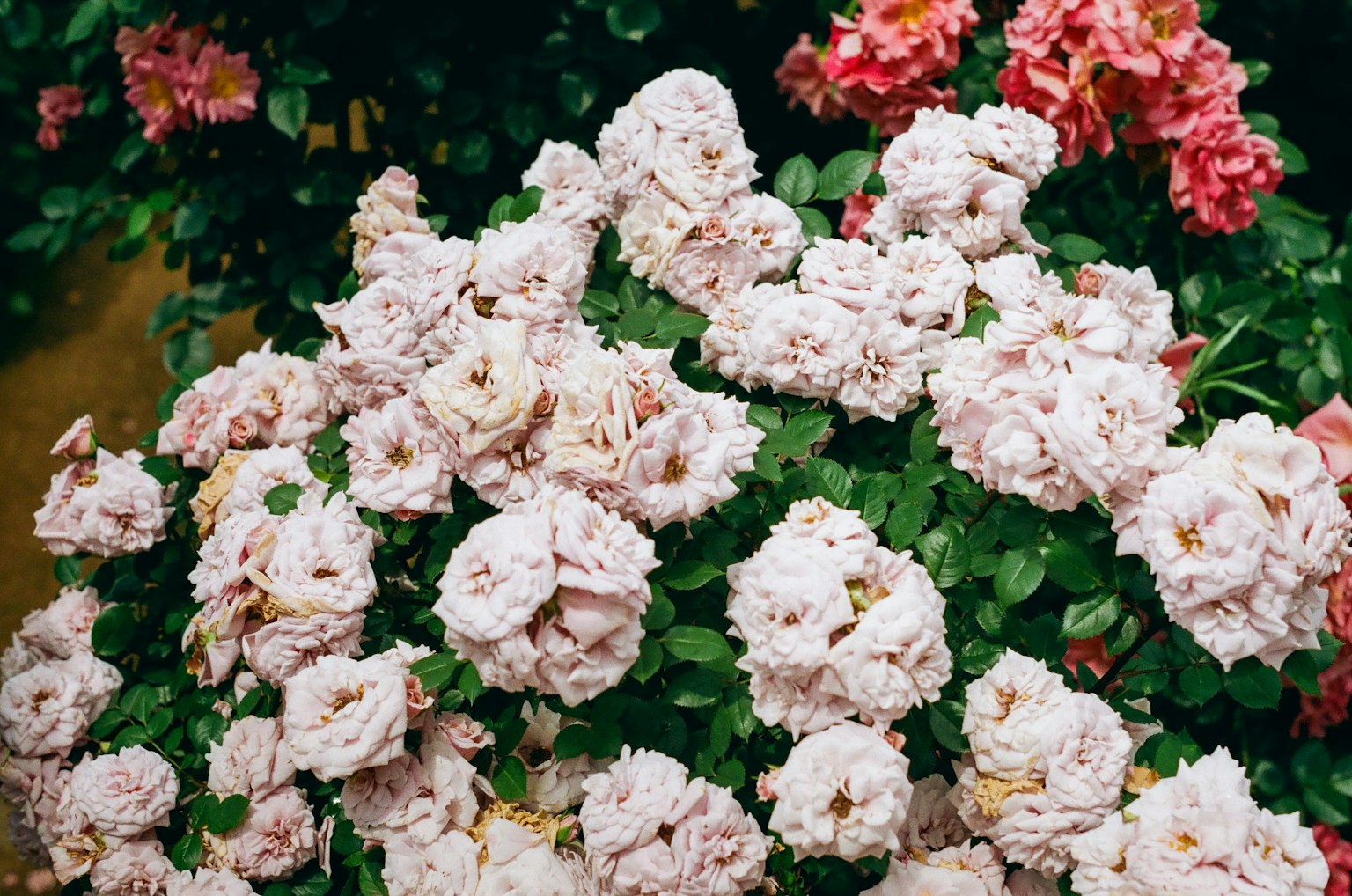 Un bellissimo giardino pieno di rose rosa in piena fioritura
