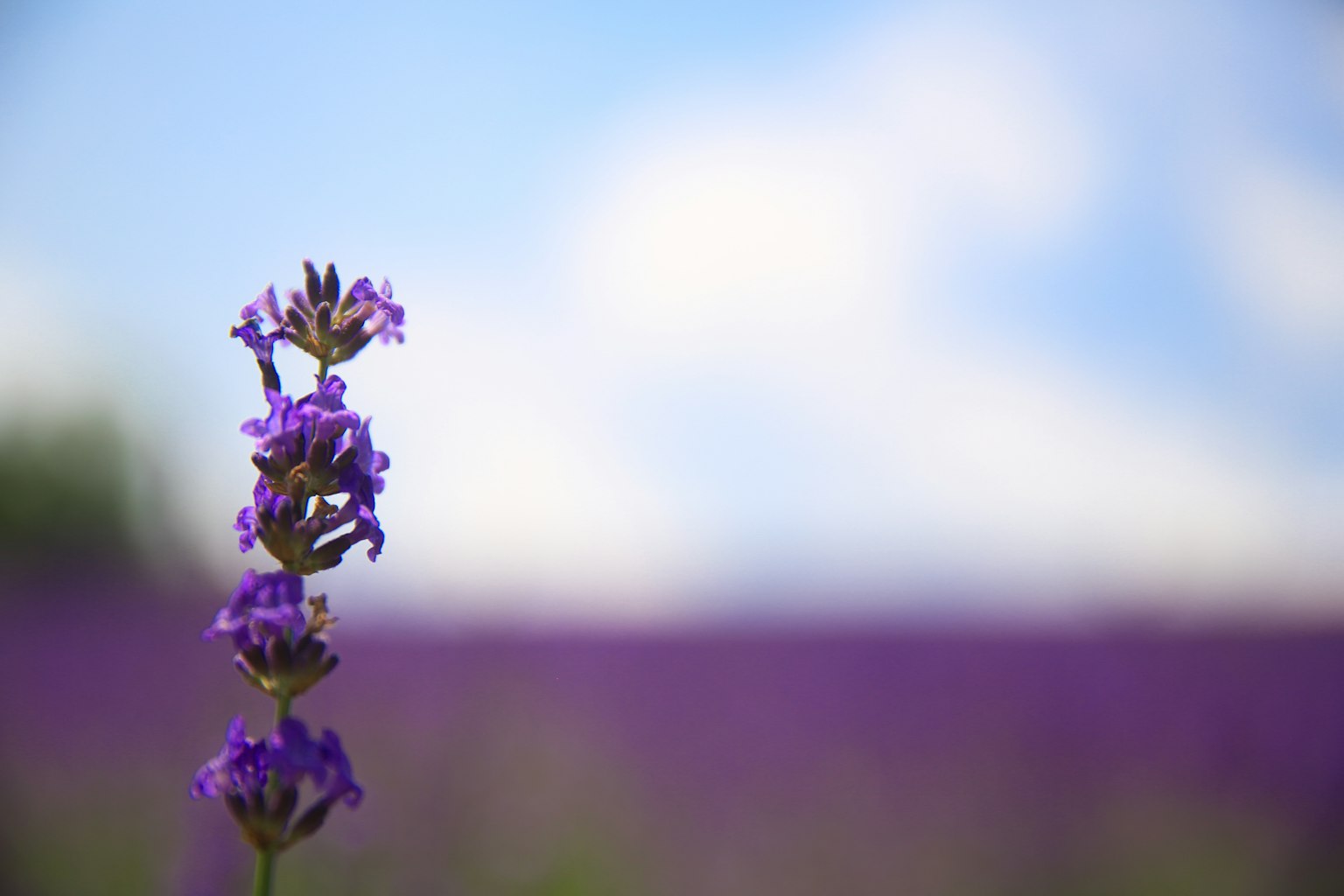 Un fiore viola che sboccia sotto un cielo blu