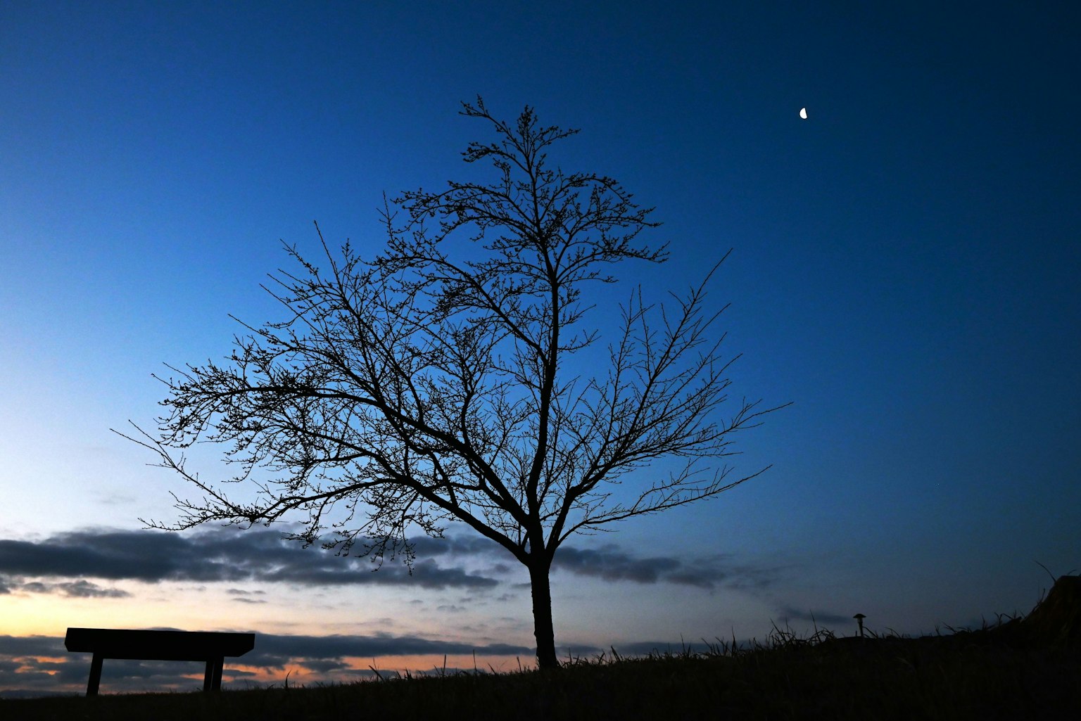 Silhouette eines Baumes und einer Bank vor einem Dämmerungshimmel