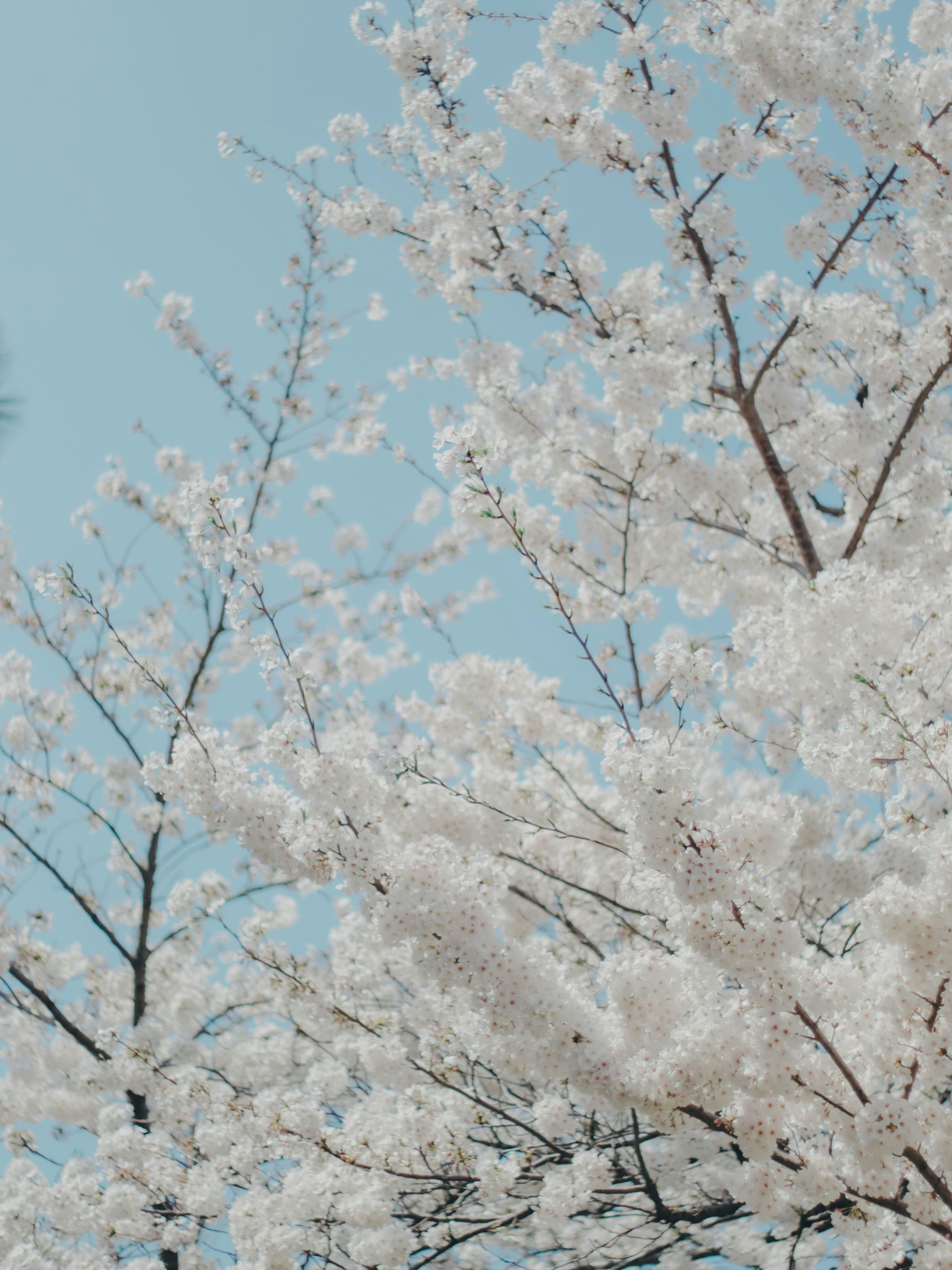 青空に咲く桜の枝先