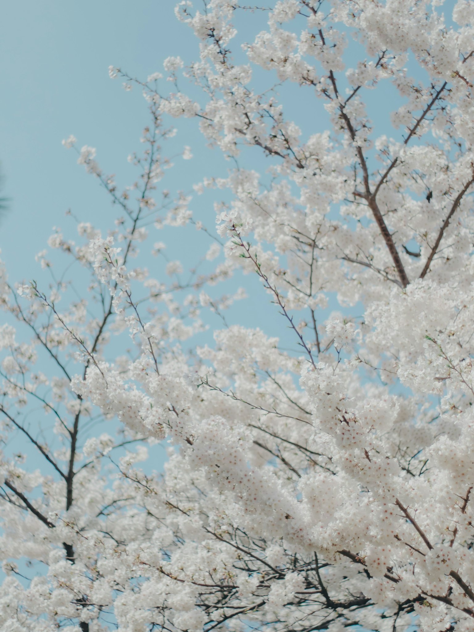 Fleurs de cerisier blanches et branches sous un ciel bleu