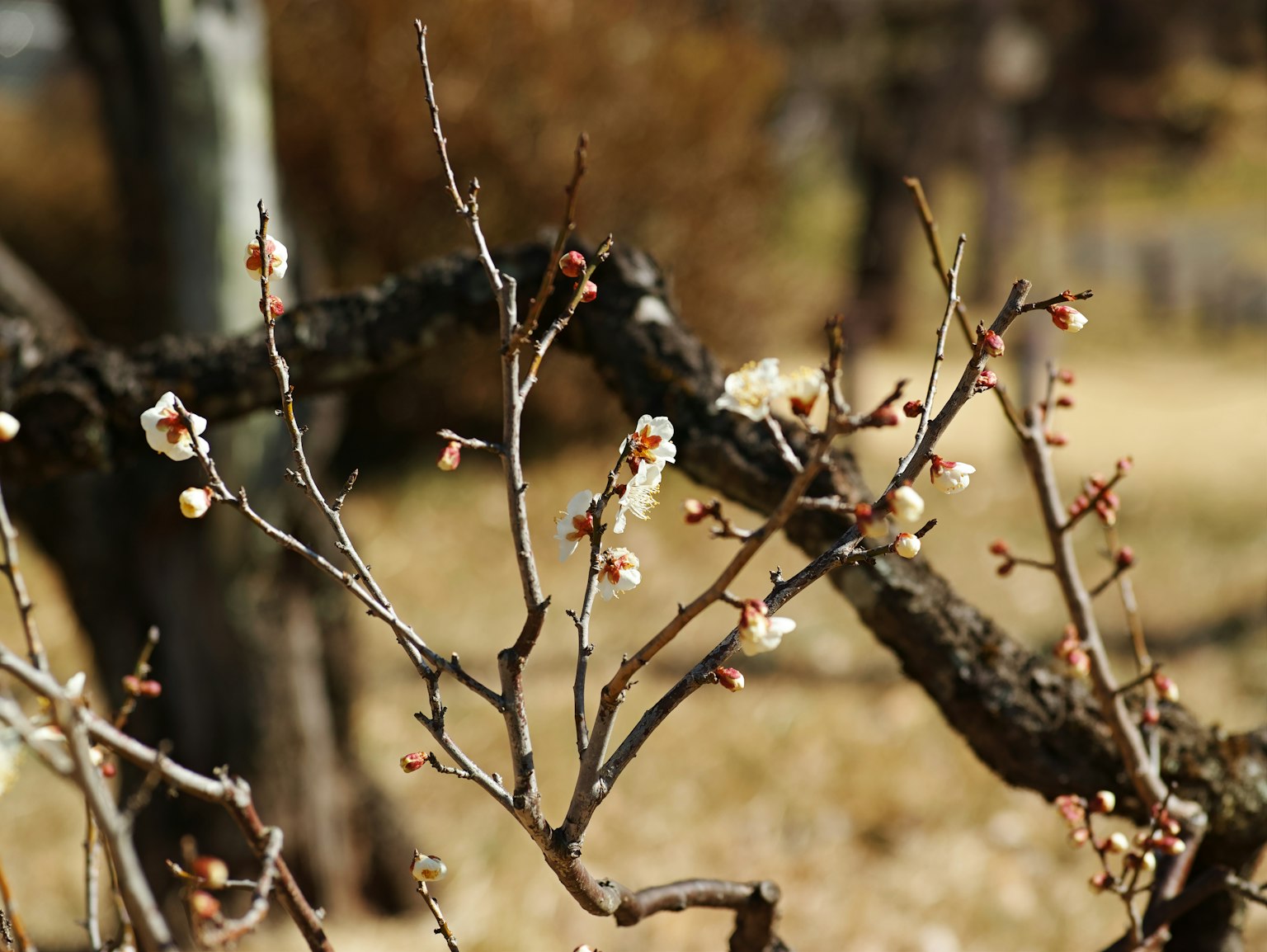 Delicate branches with white blossoms against a blurred background