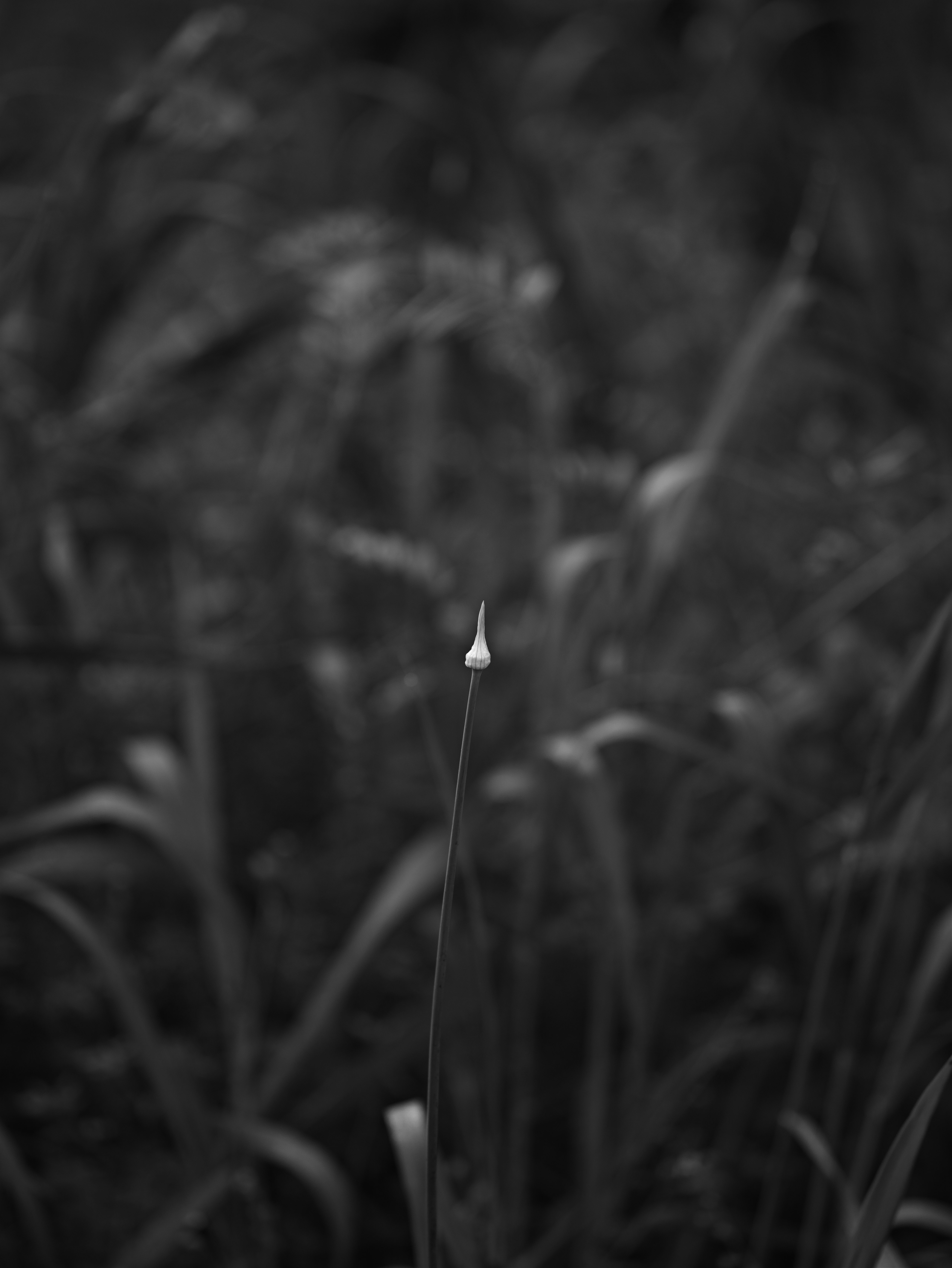 一根草芽在模糊的黑白背景中站立