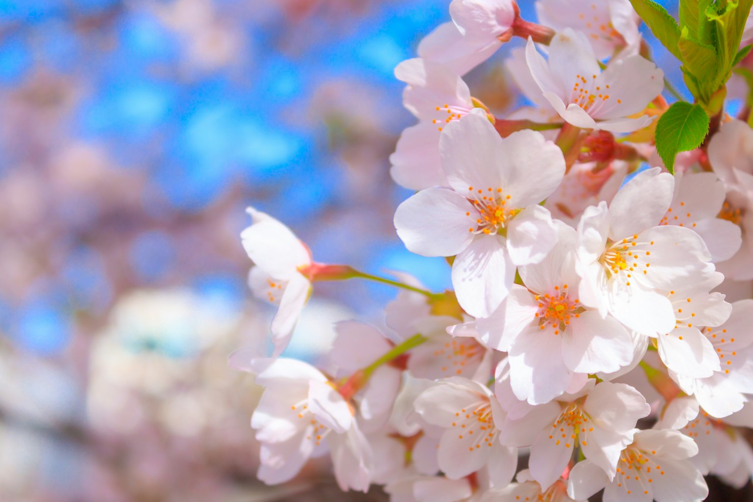 Gros plan sur des fleurs de cerisier au printemps