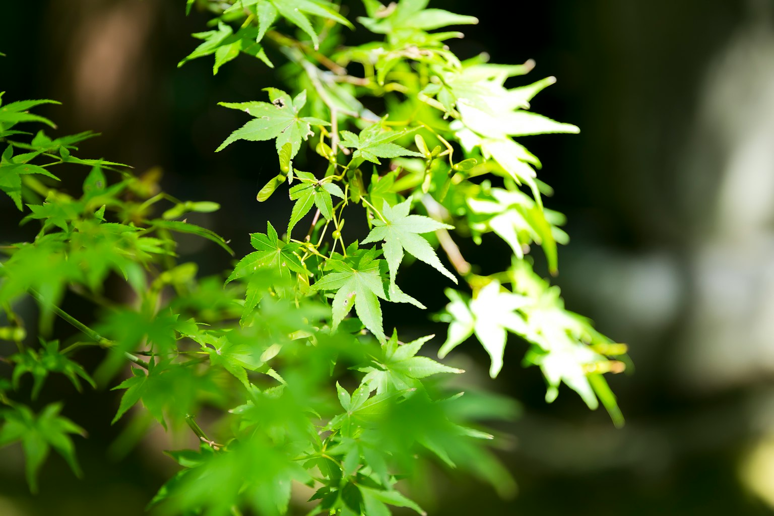 Branch of vibrant green Japanese maple leaves