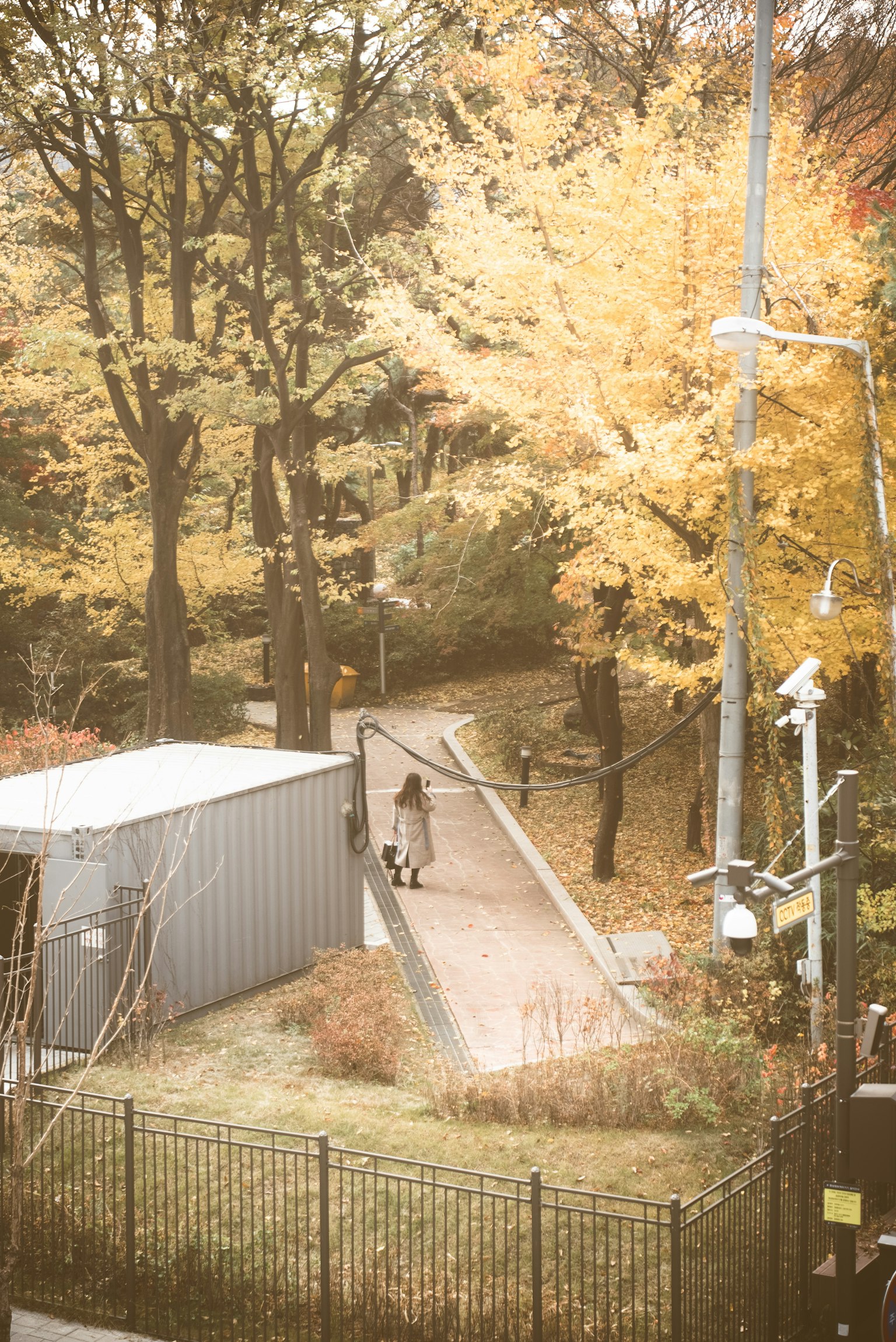 一个人在秋天色彩的树木环绕的小路上行走
