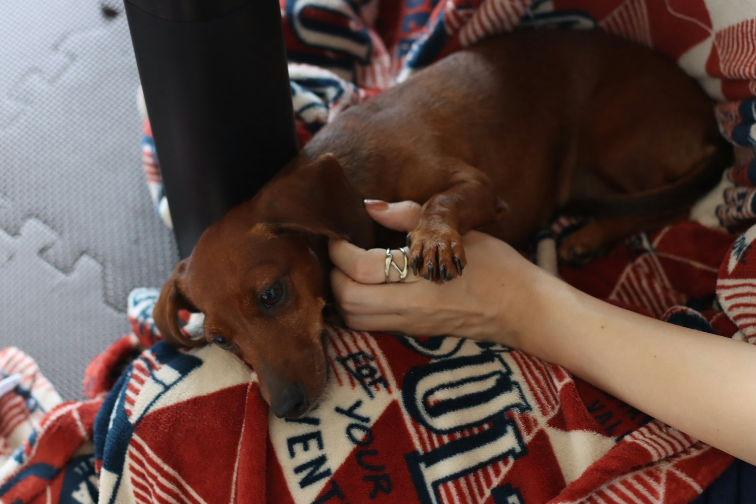 Un cane rilassato accarezzato su una coperta colorata