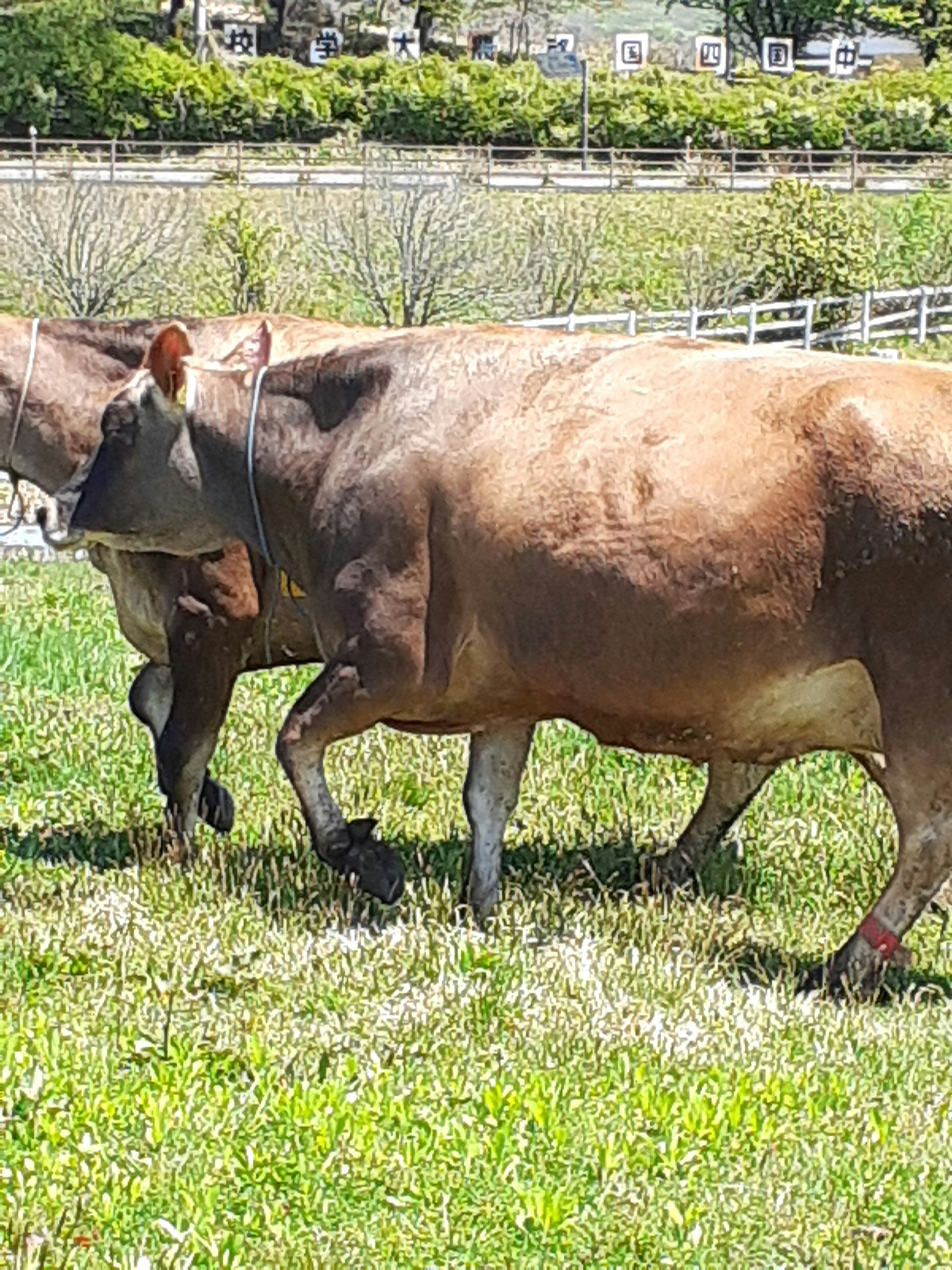 cattle walking on a grassy field
