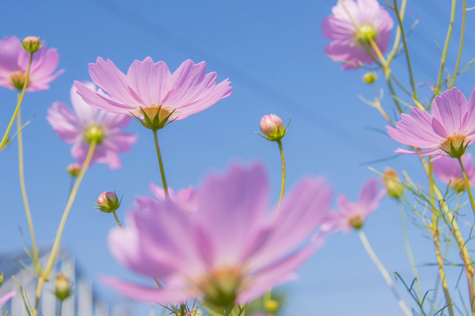 Hoa cosmos hồng trên nền trời xanh