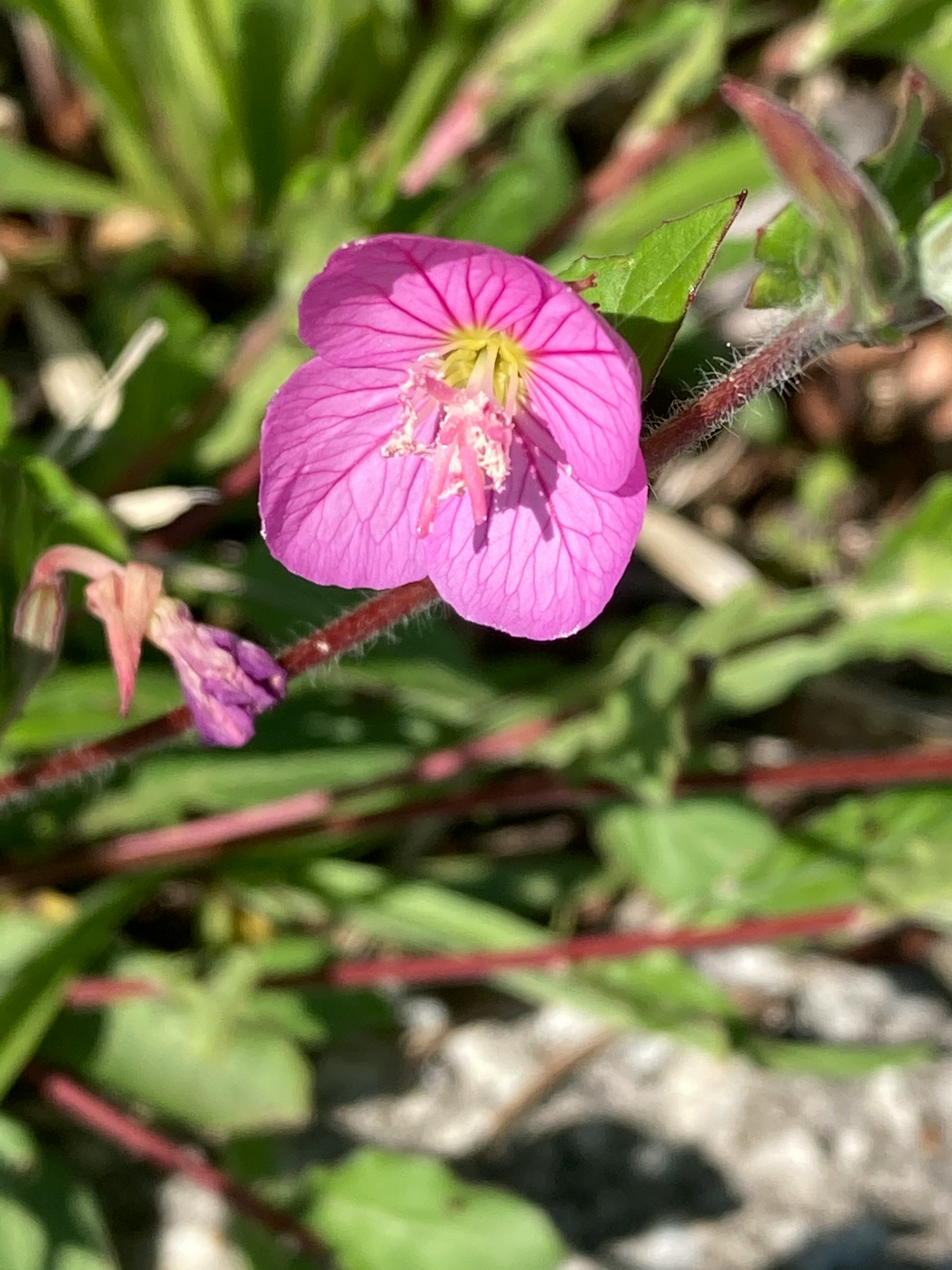 Fiore rosa vivo che fiorisce tra foglie verdi