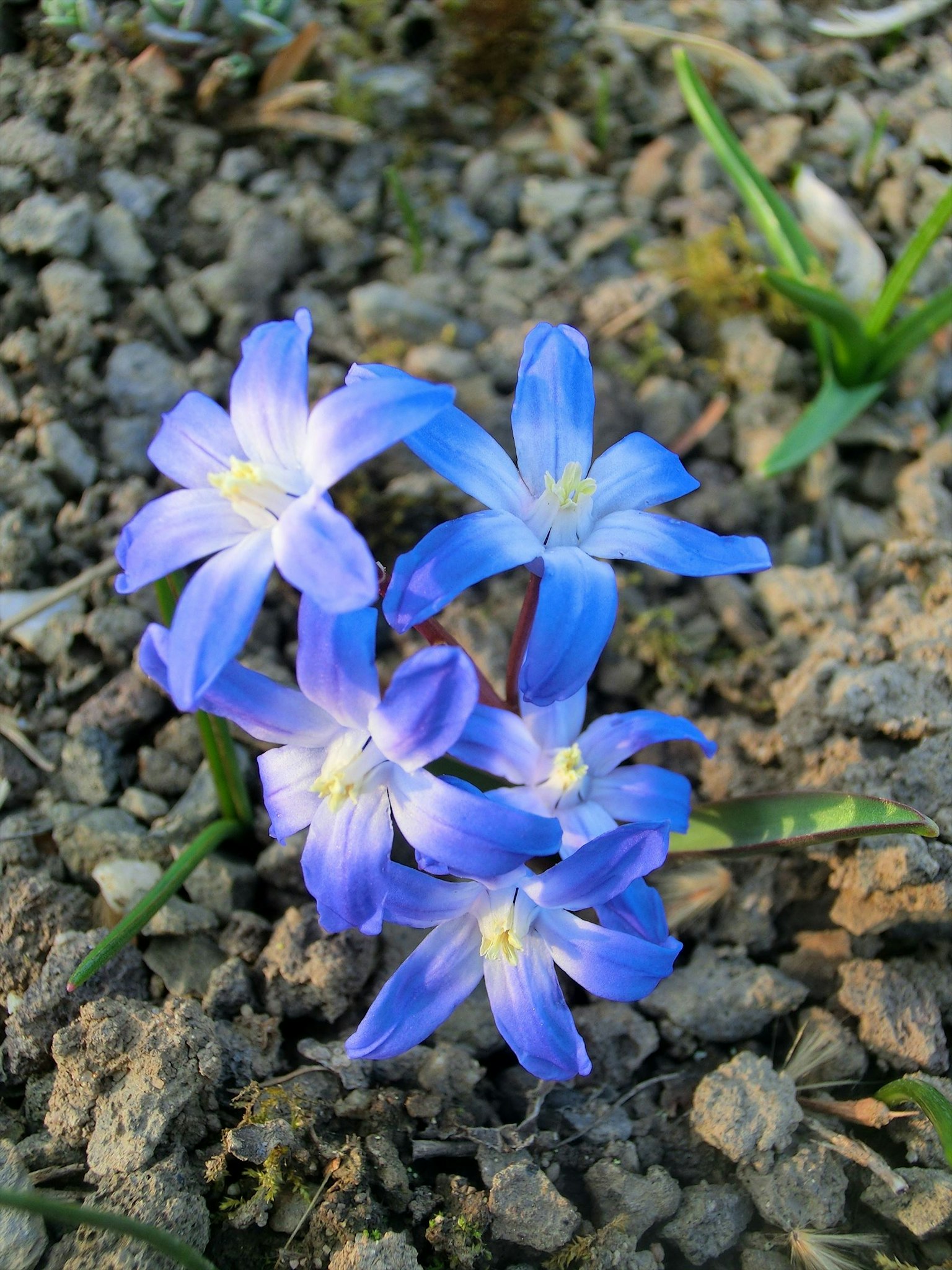 Mazzo di piccoli fiori blu che sbocciano sul terreno