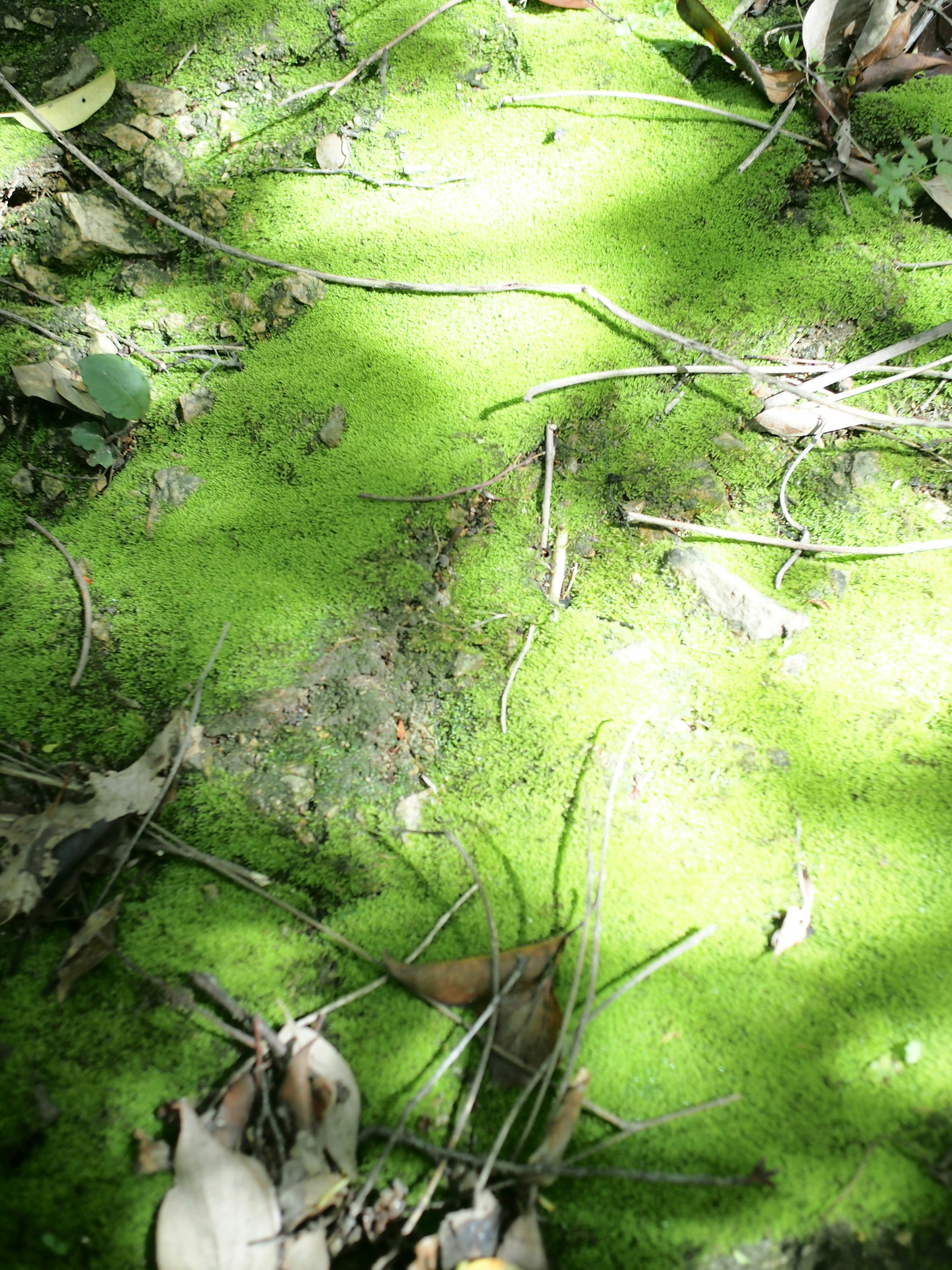 緑の苔に覆われた地面と絡み合う枝やロープ