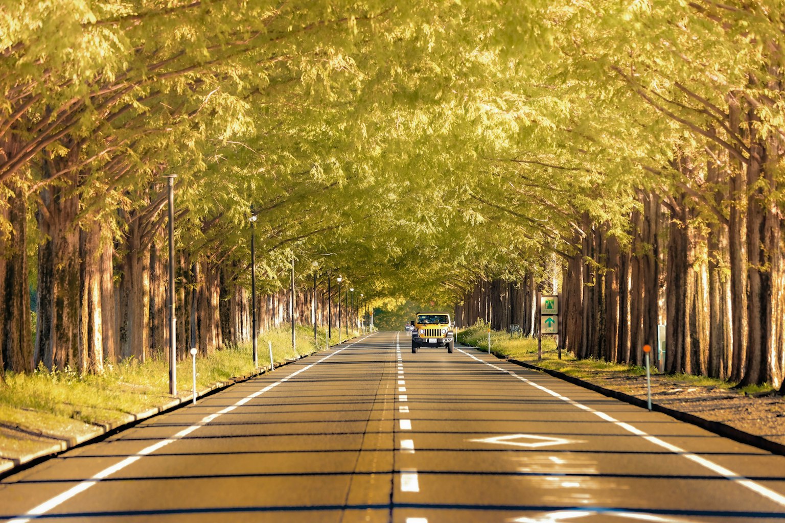 Eine ruhige Straße umgeben von grünen Bäumen mit sanftem Sonnenlicht