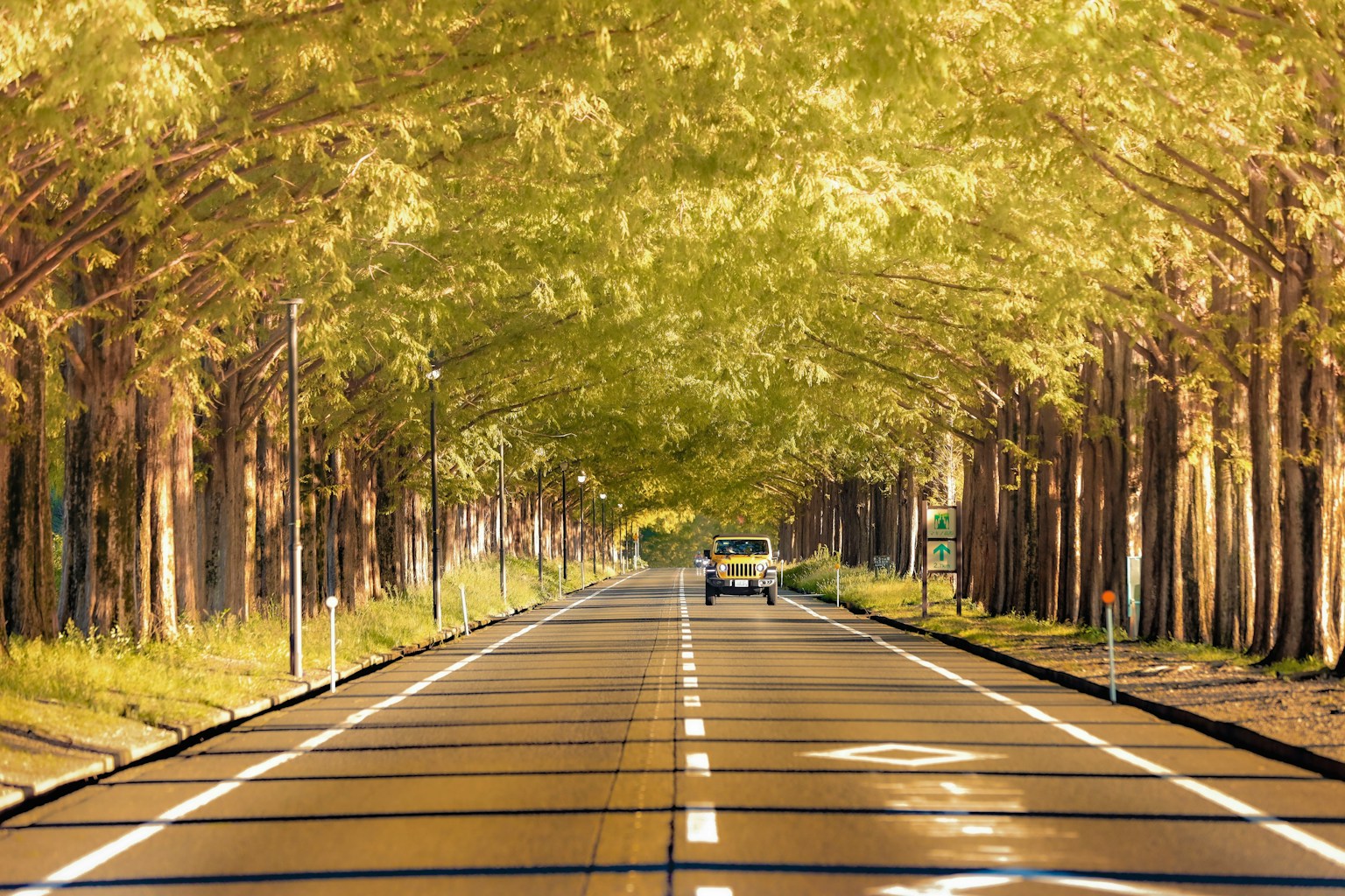 Una strada serena circondata da alberi verdi con una luce solare soffusa