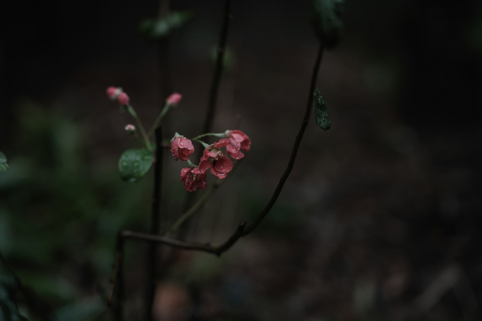 Kleine rosa Blumen blühen vor einem dunklen Hintergrund