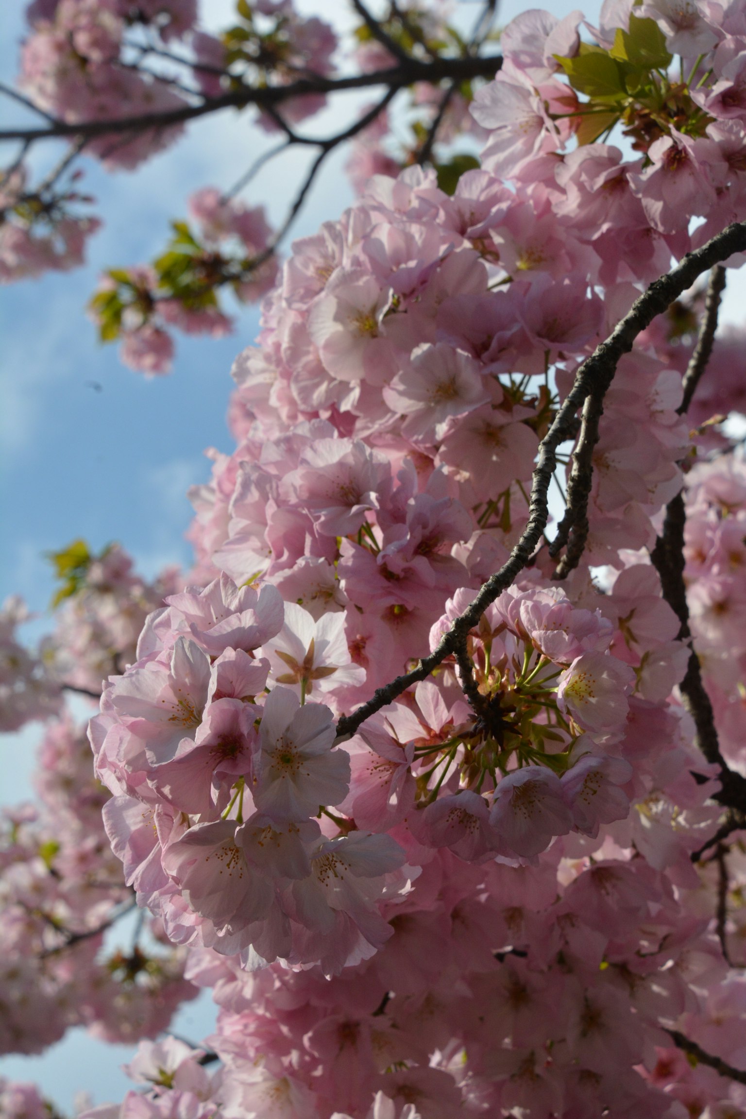 Close-up bunga sakura di cabang pohon