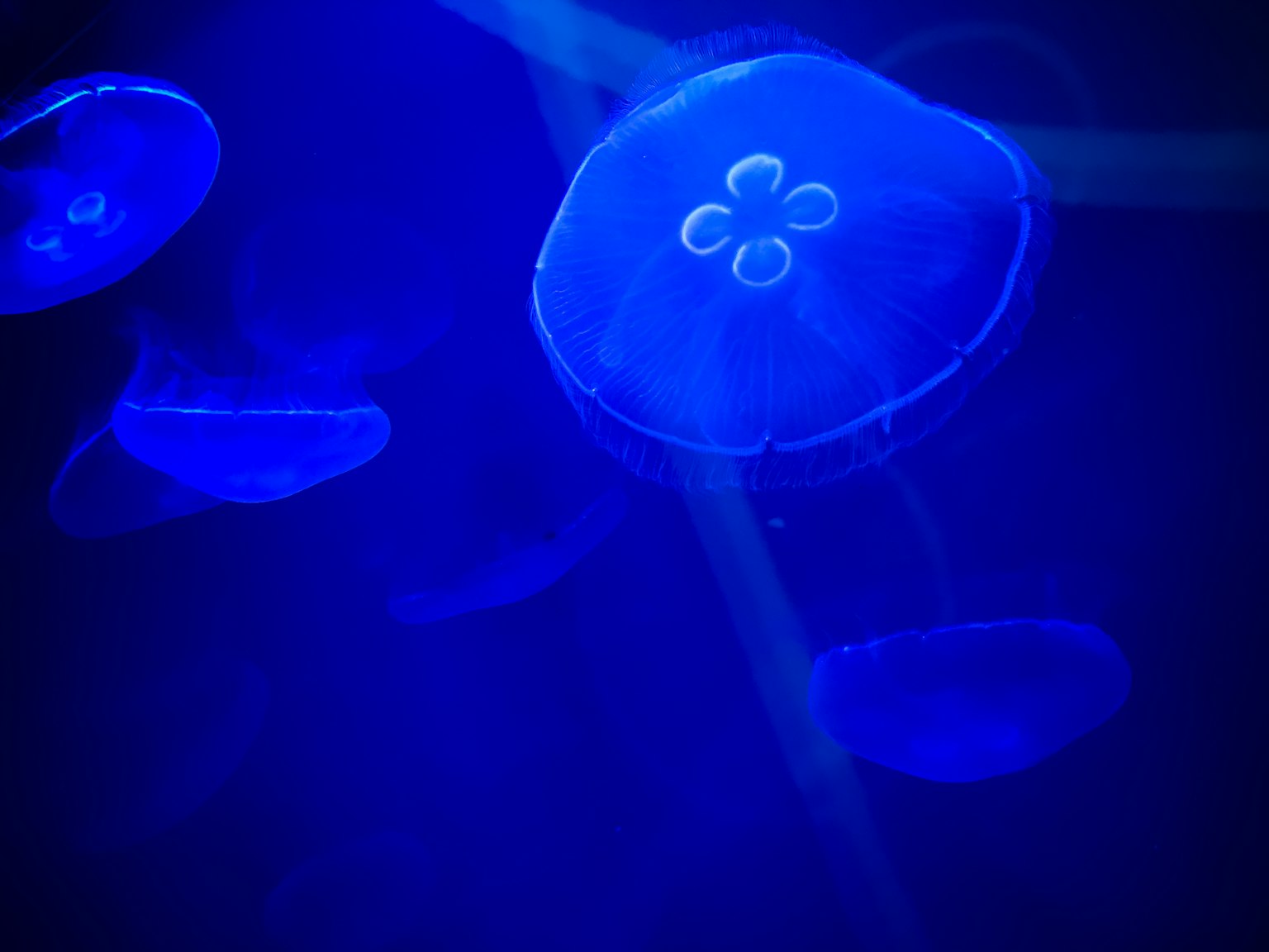 Jellyfish berenang di dalam pemandangan bawah laut biru