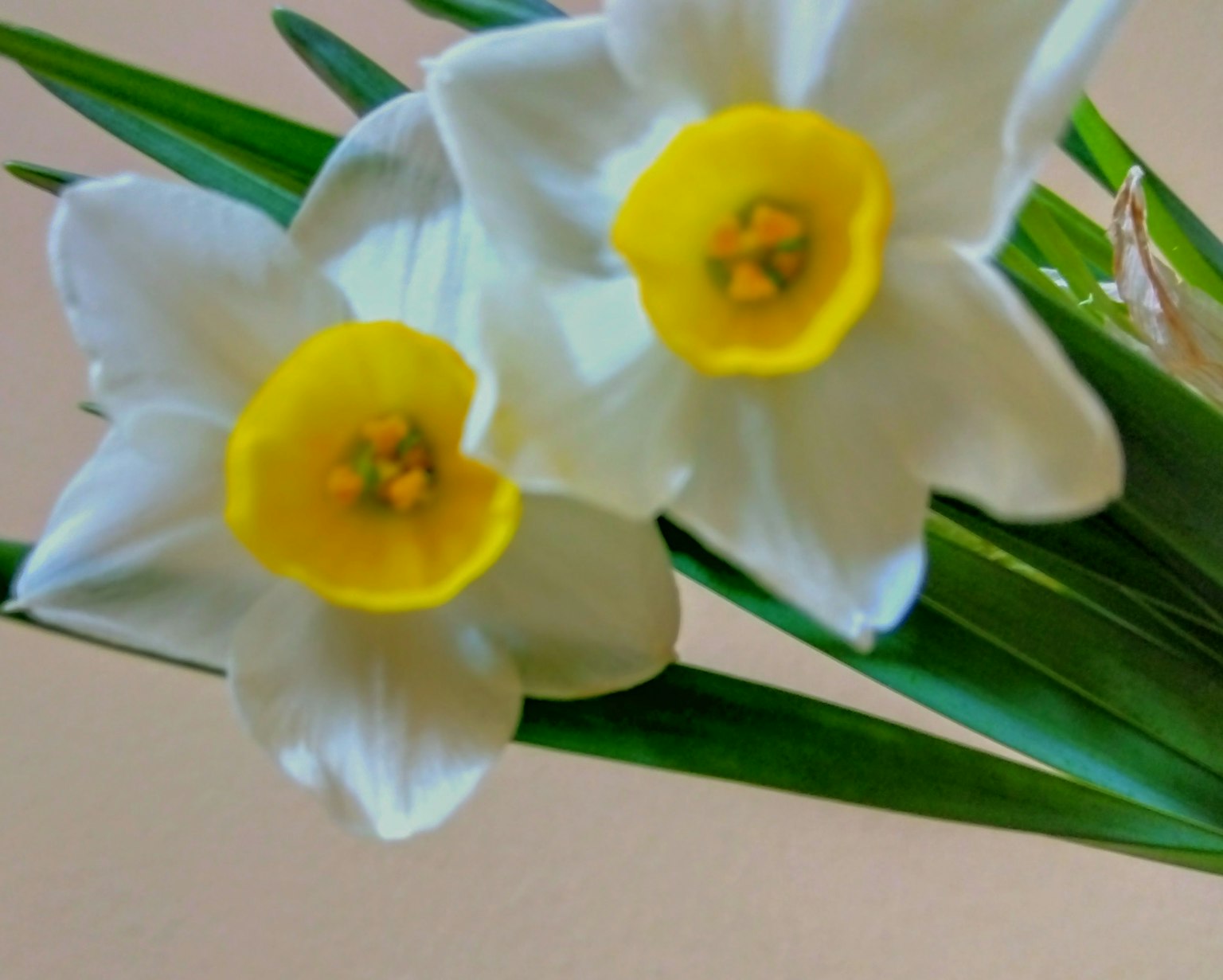 Weiße Narzissenblüten mit gelben Zentren und grünen Blättern