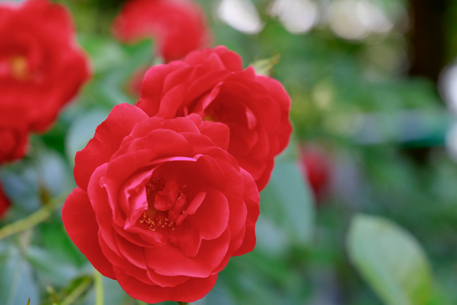 Rosas rojas vibrantes floreciendo en un jardín