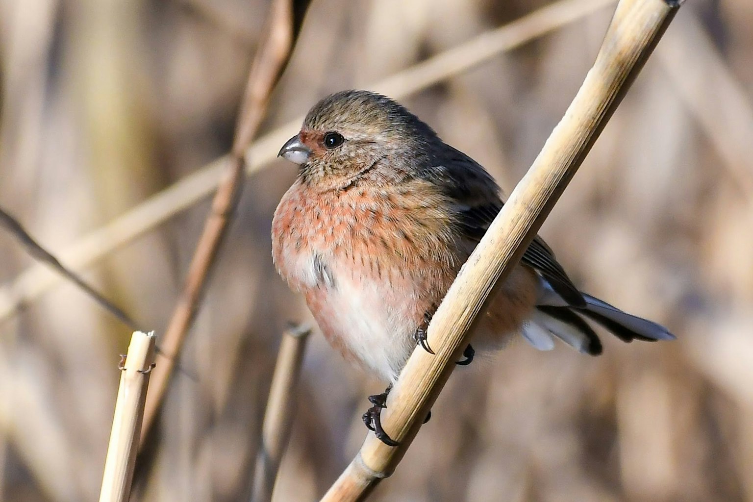 Ein schöner kleiner Vogel, der auf einem Zweig sitzt