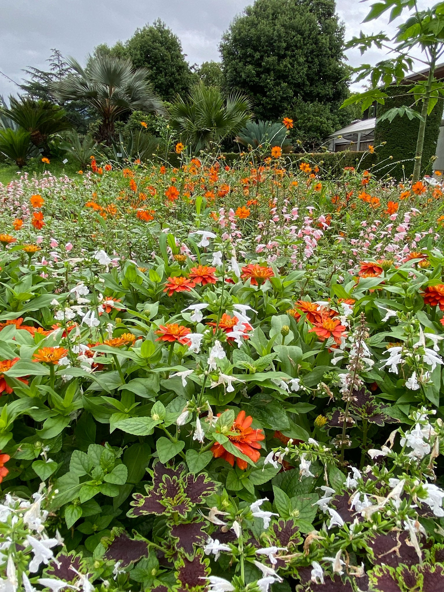 Vibrant orange and white flowers in a lush garden setting
