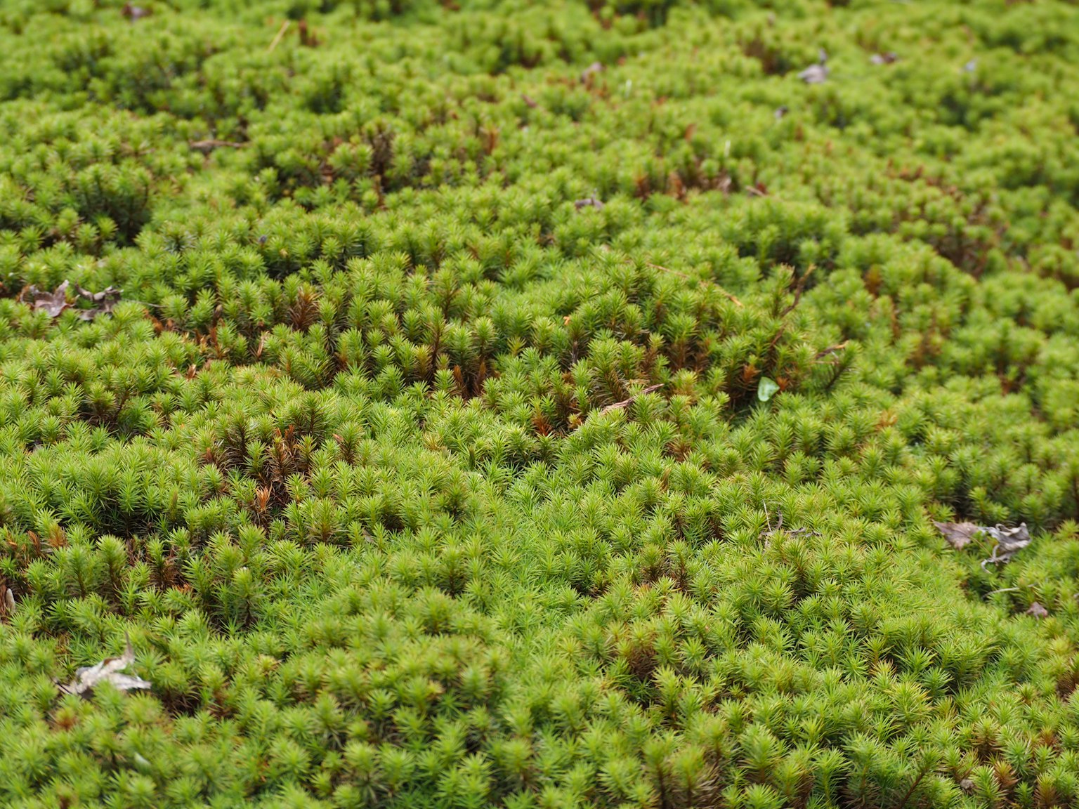 Gros plan sur un sol recouvert de mousse verte luxuriante