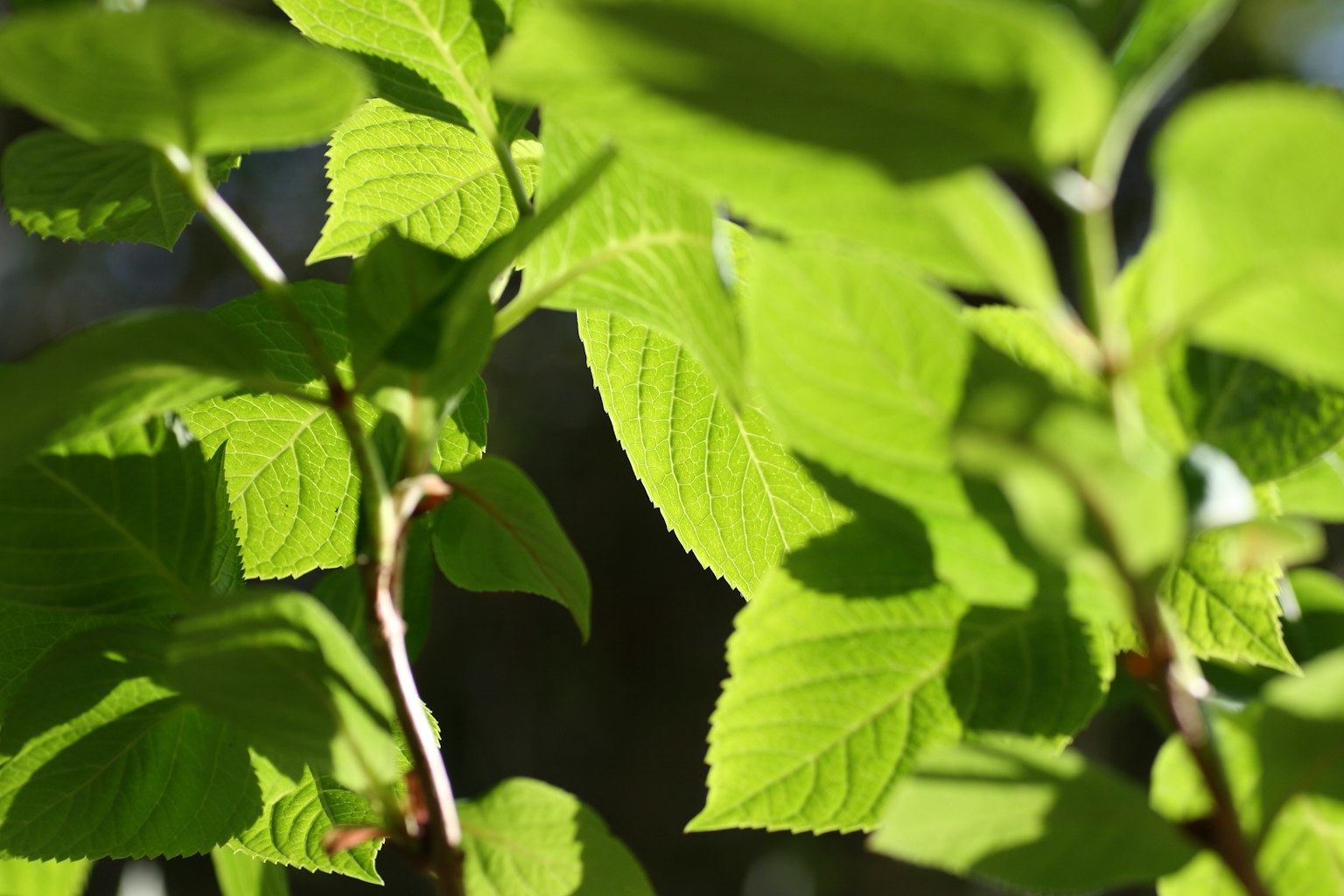 Helle grüne Blätter, die vom Sonnenlicht beleuchtet werden