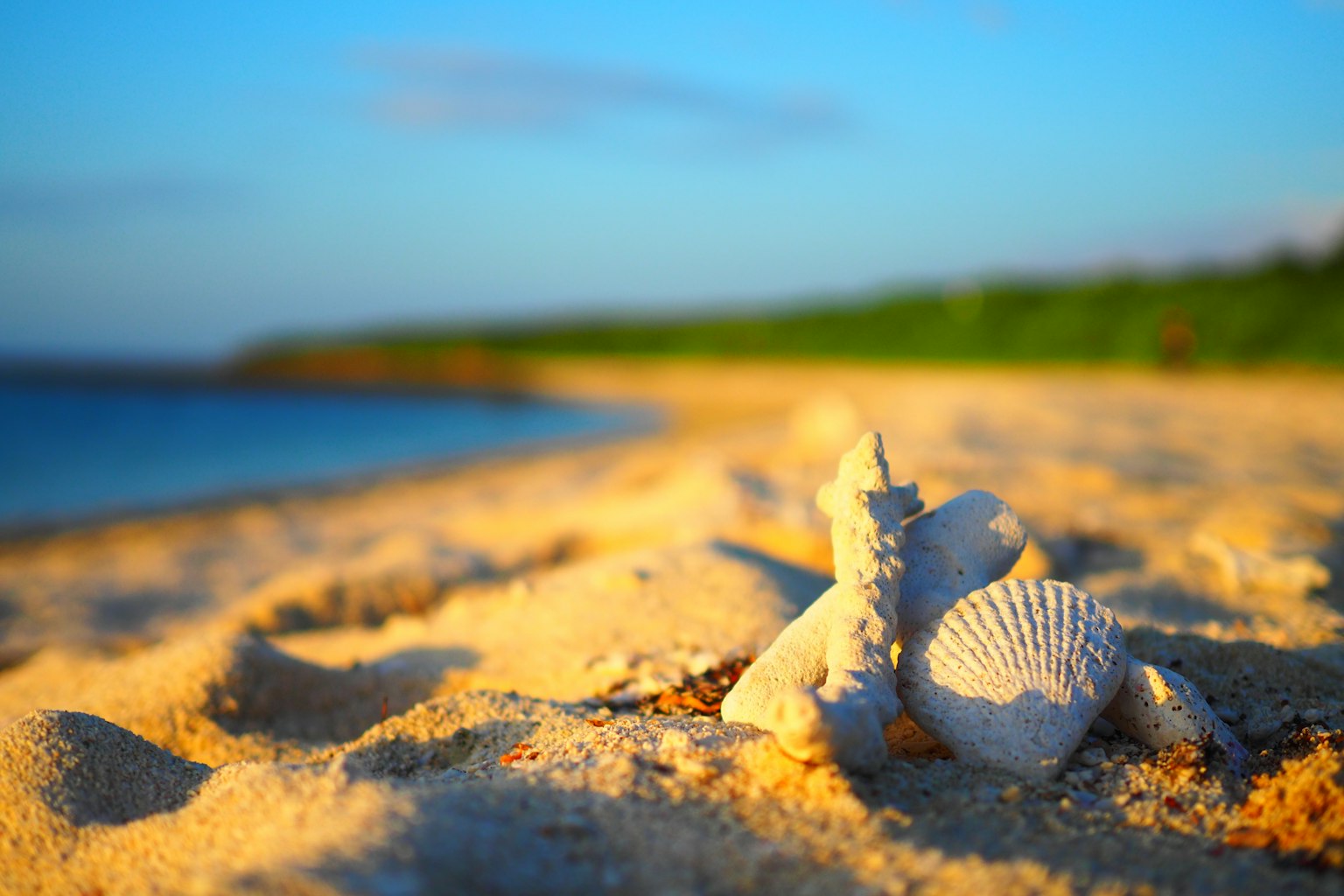 Un paysage magnifique de coquillages sur la plage de sable avec un ciel bleu