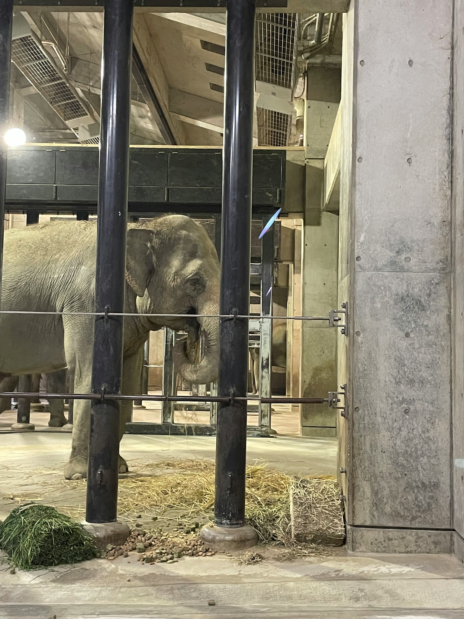 Image d'un éléphant dans une cage entouré de structures en béton et en métal