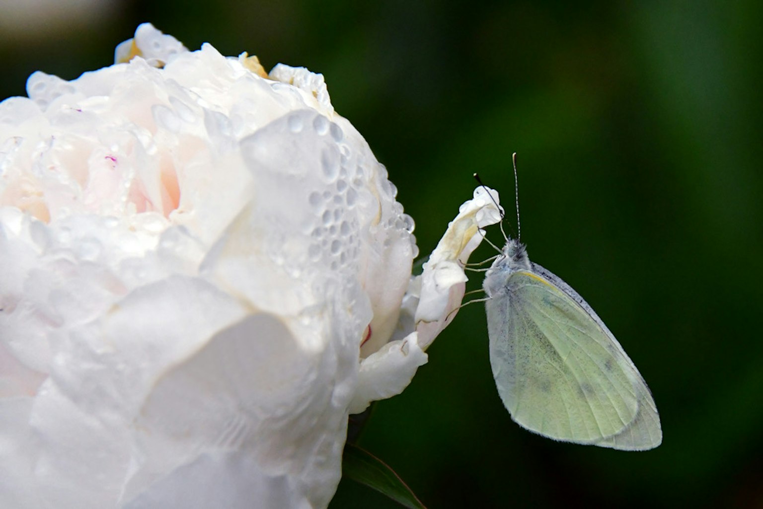 Farfalla verde chiaro appollaiata su un fiore bianco