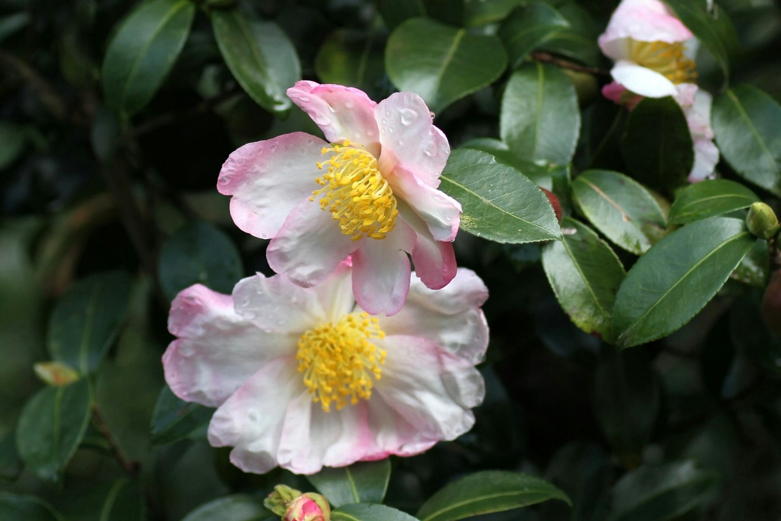 Fiori di camelia con petali bianchi e rosa che fioriscono tra foglie verdi